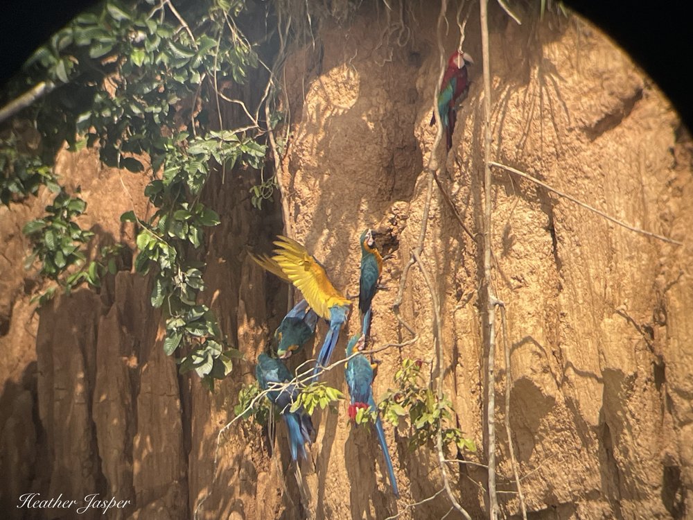 fauna macaws 2.jpeg