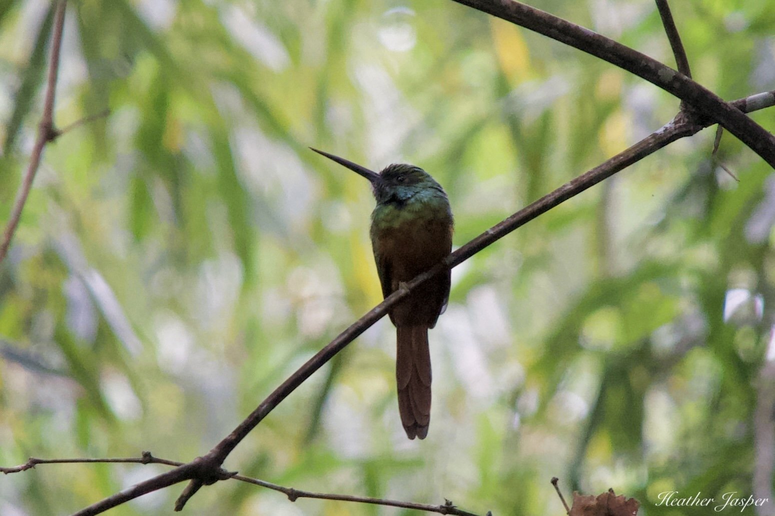 bird jacamar.jpeg