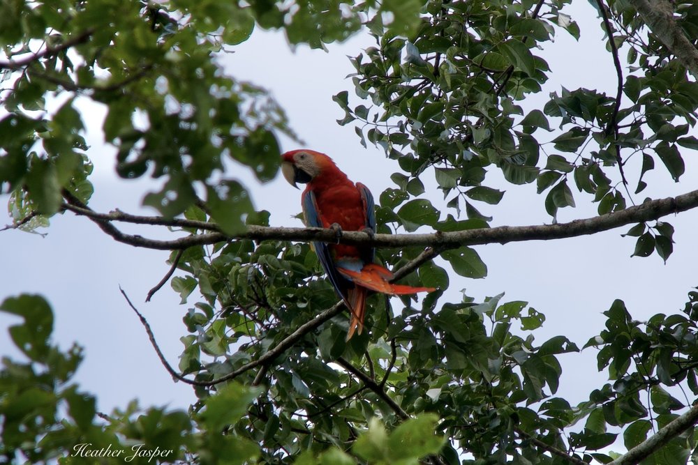 bird macaw.jpeg