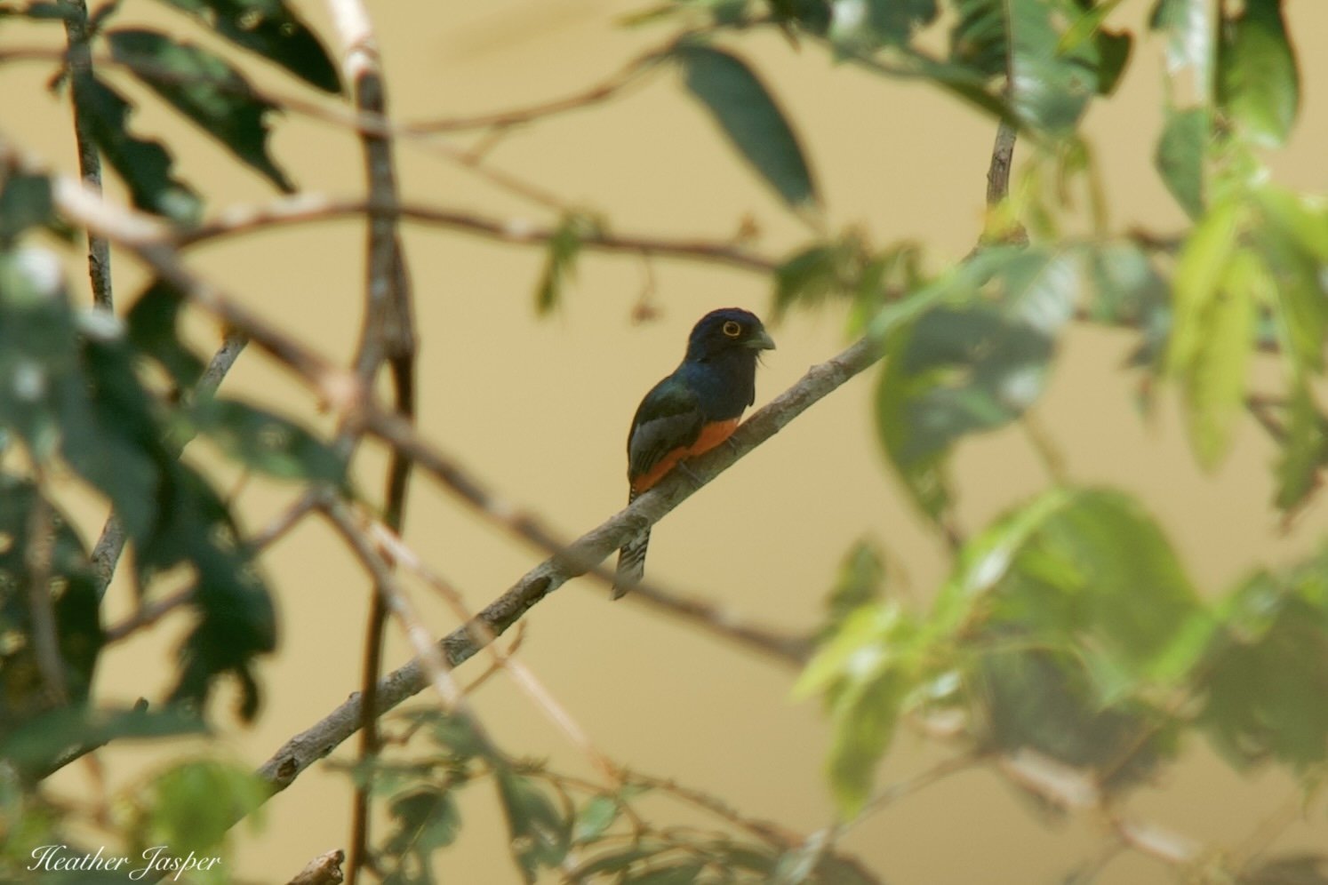 bird trogon.jpeg