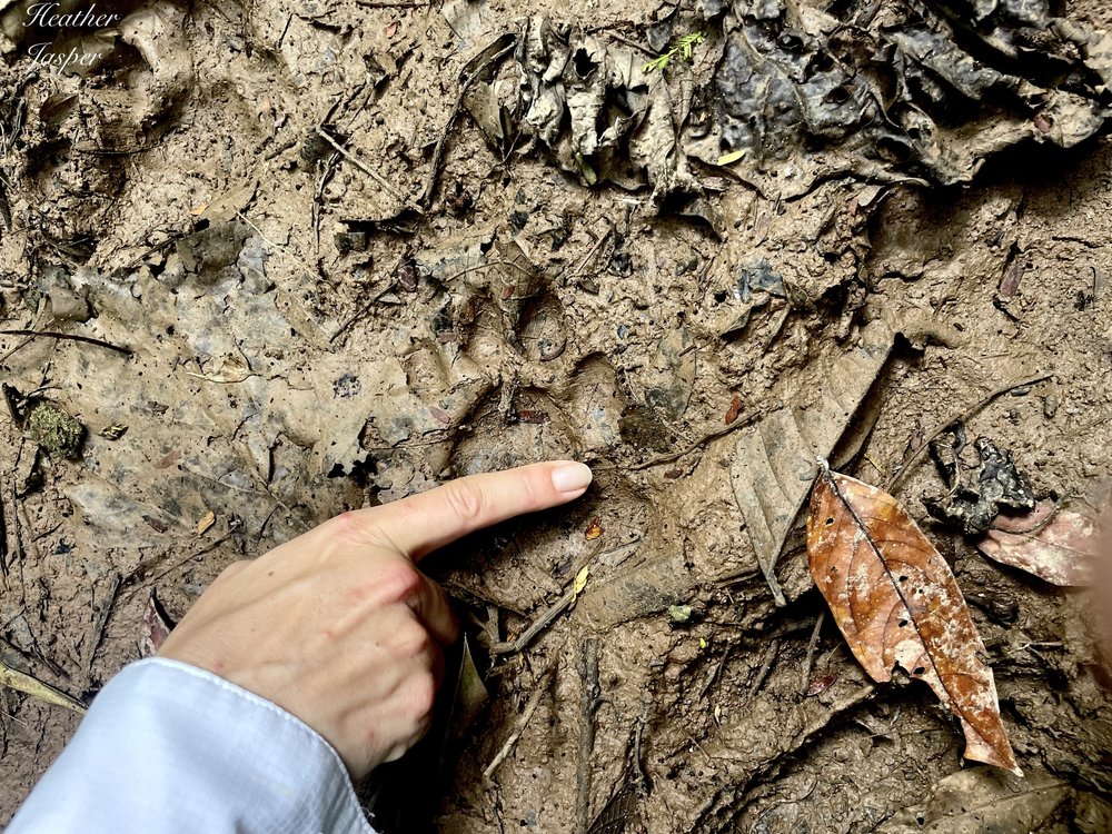Puma tracks at Tambopata Research Center