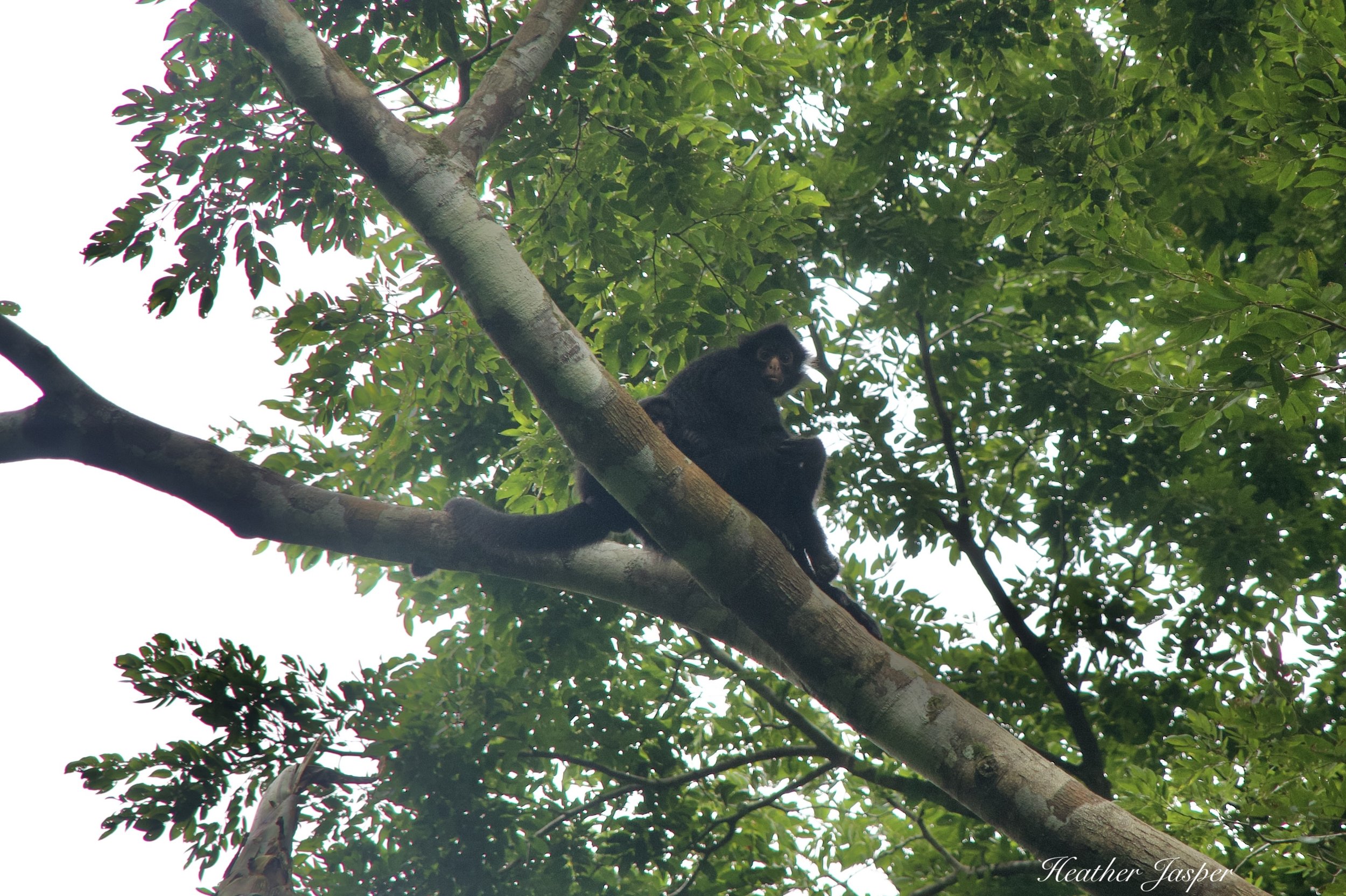 This is a Spider monkey with her baby.