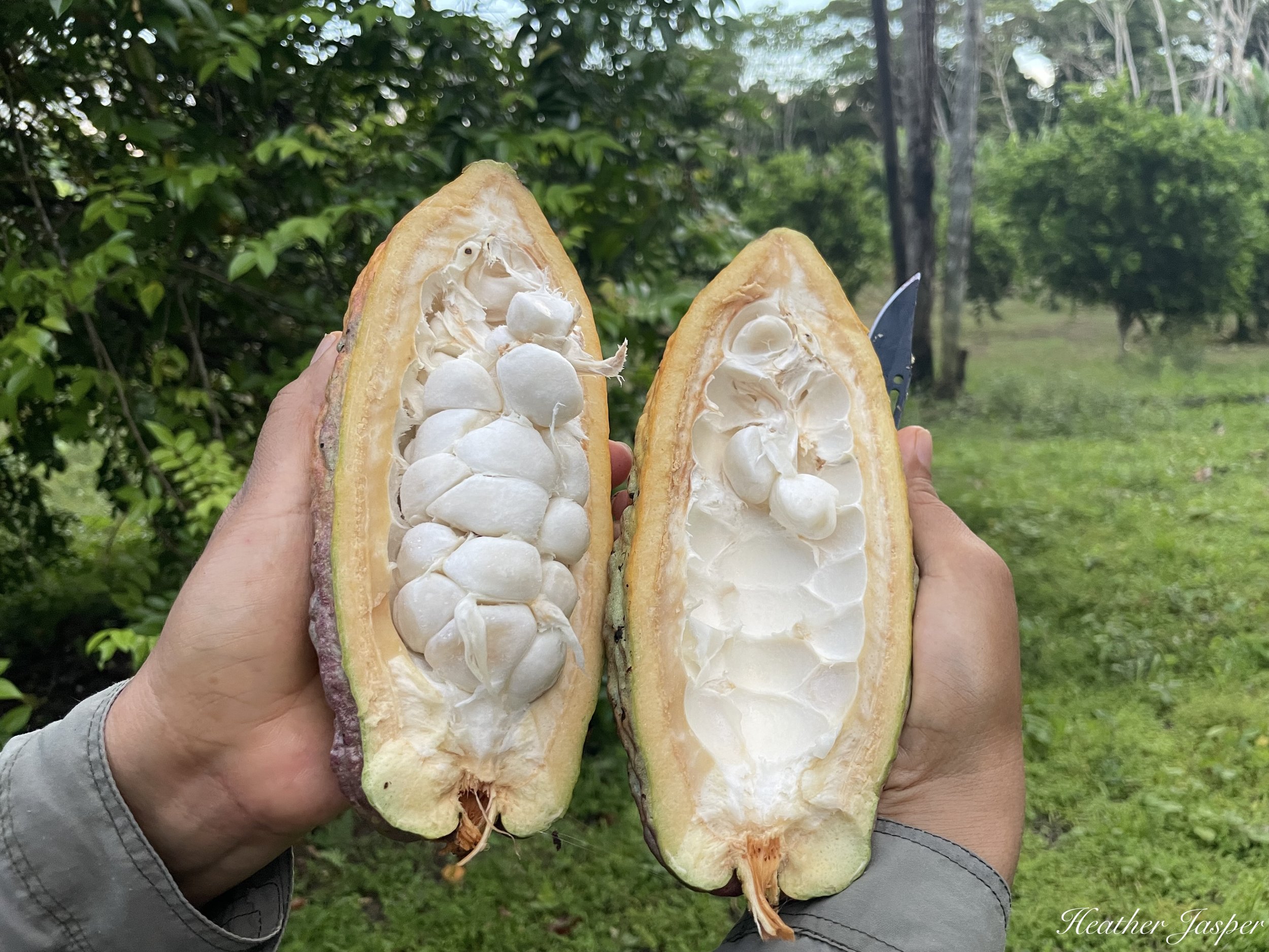 farm cacao open.jpeg