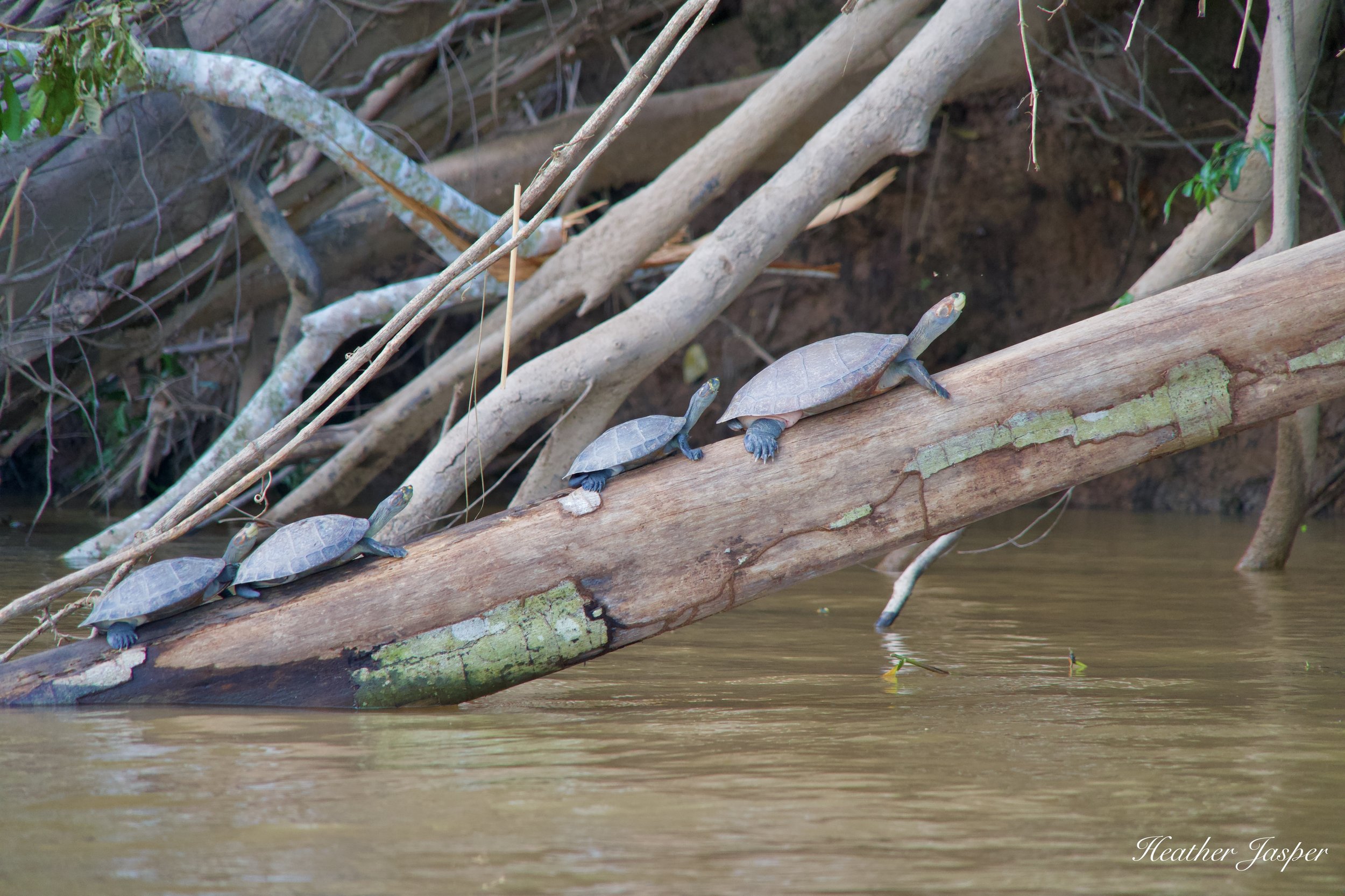 greenhouse turtles.jpeg