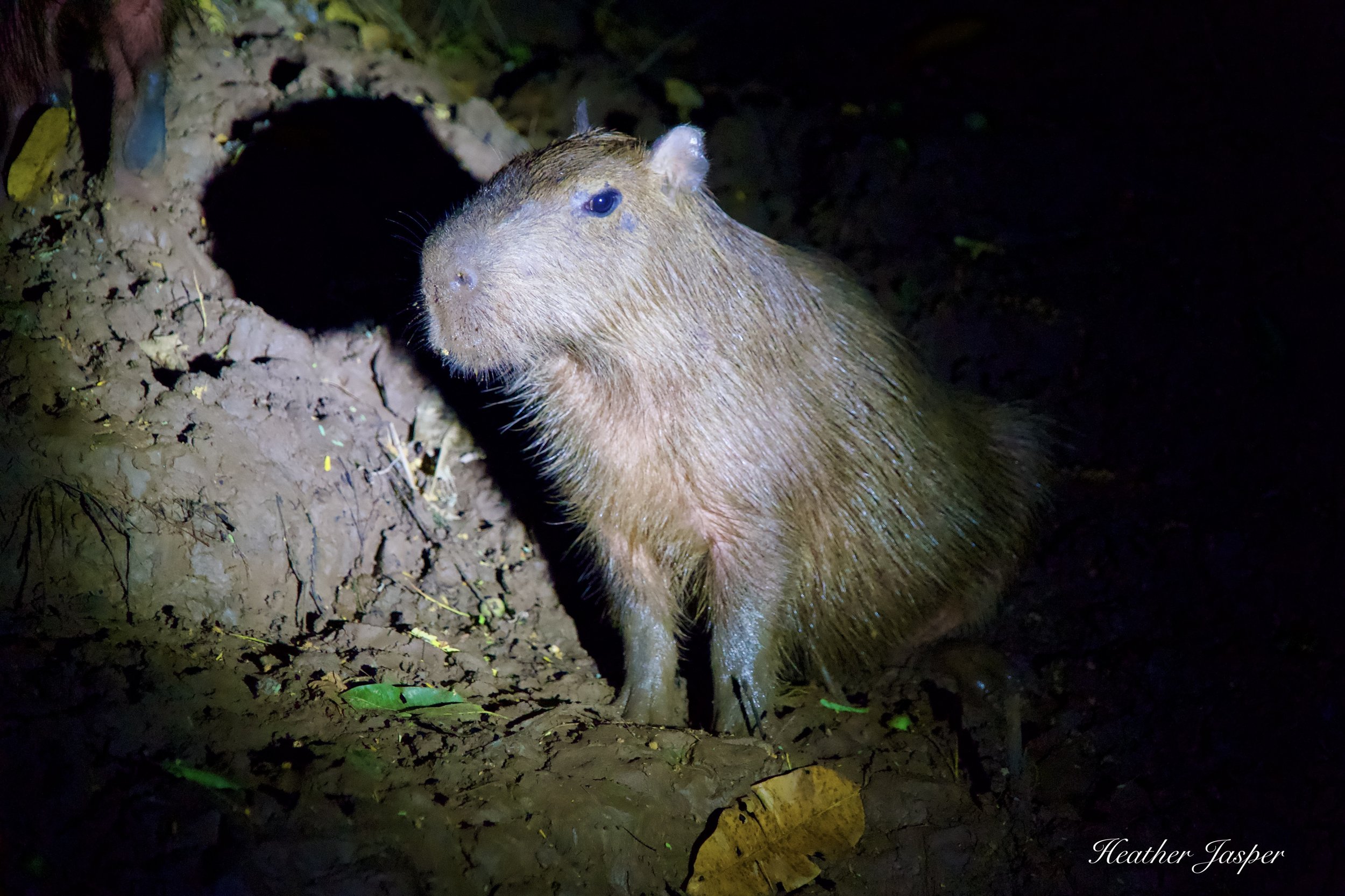 night capybara.jpeg