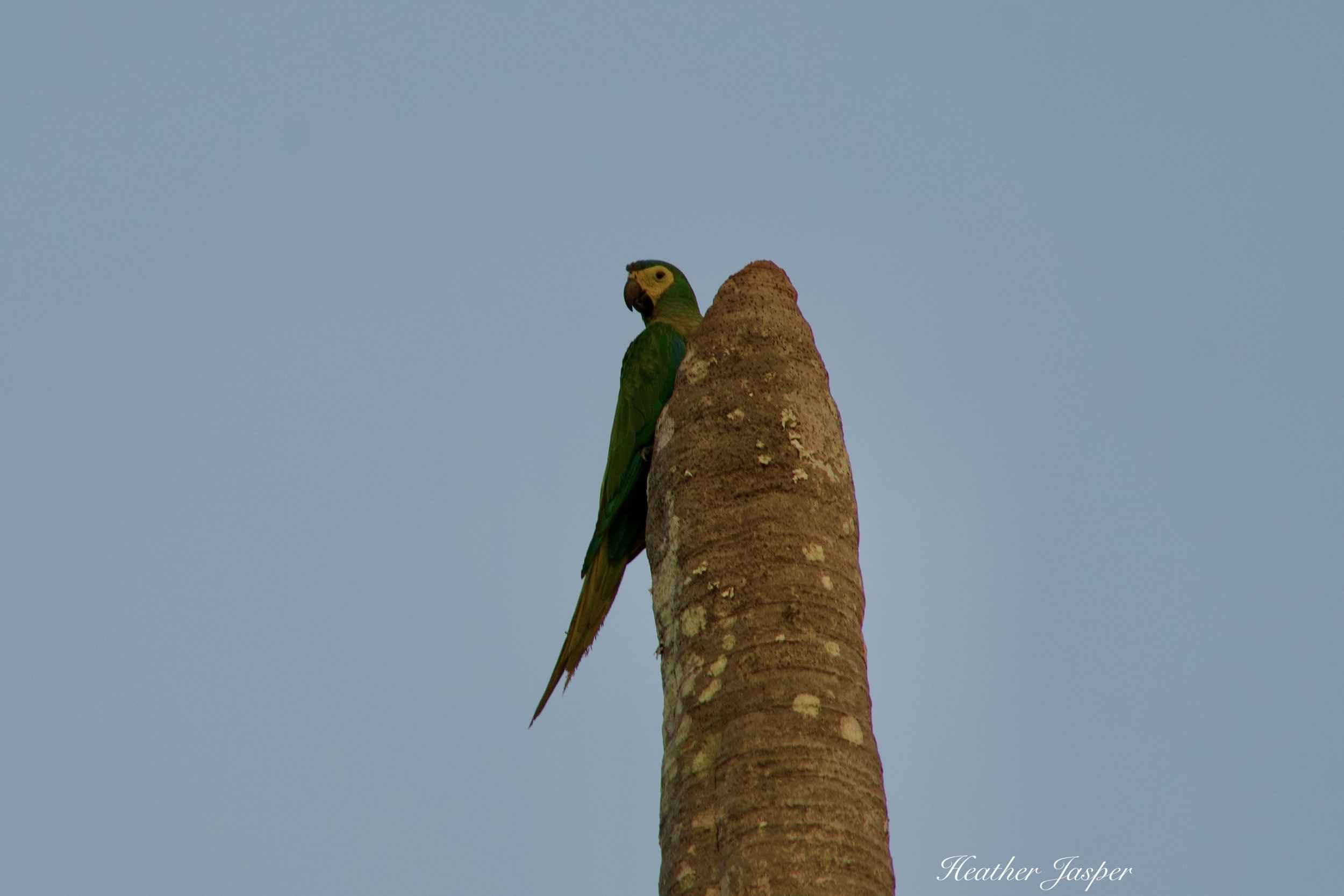 yacumama macaw.jpeg