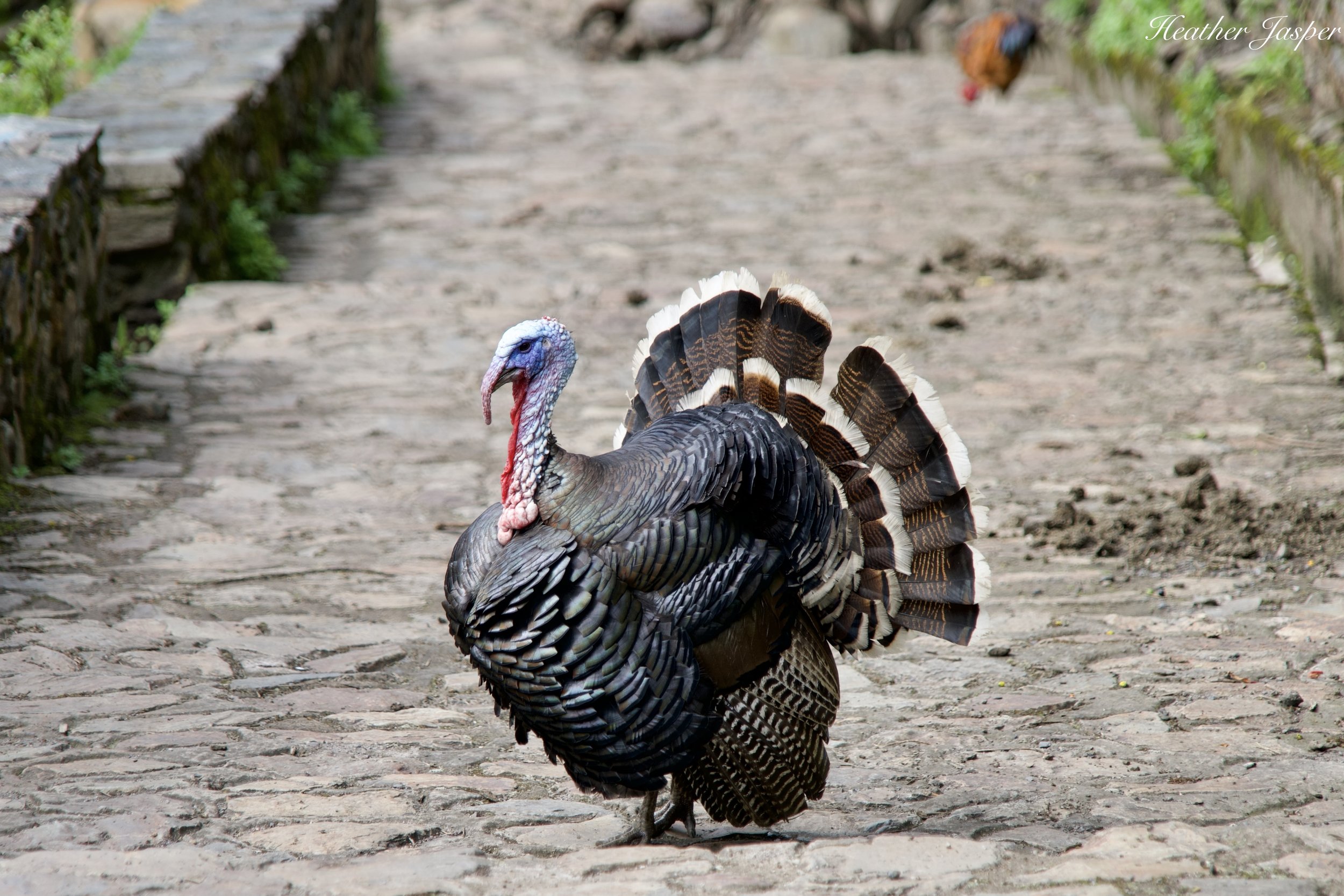 choquecancha turkey.jpeg