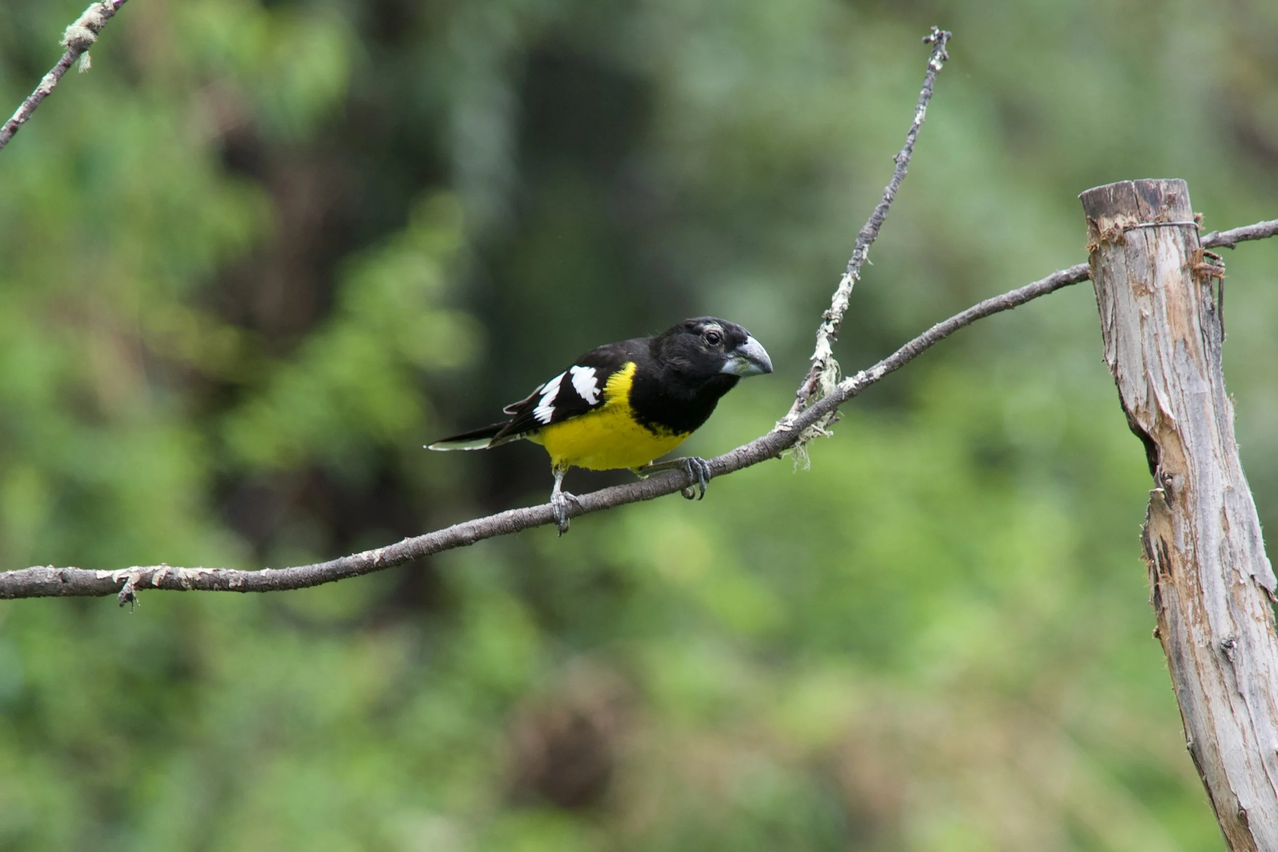 Black-backed Grosbeak