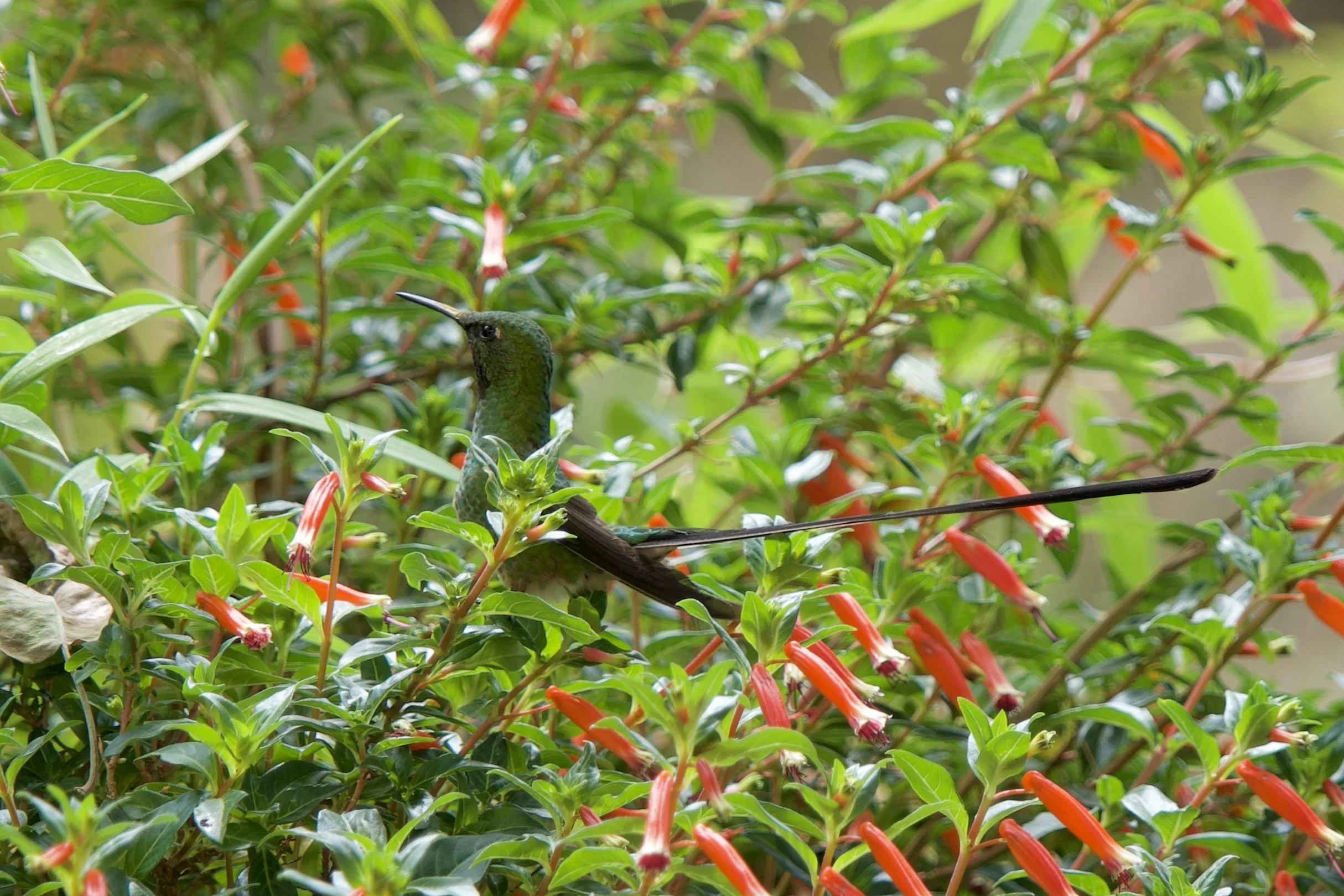 Black-tailed Trainbearer