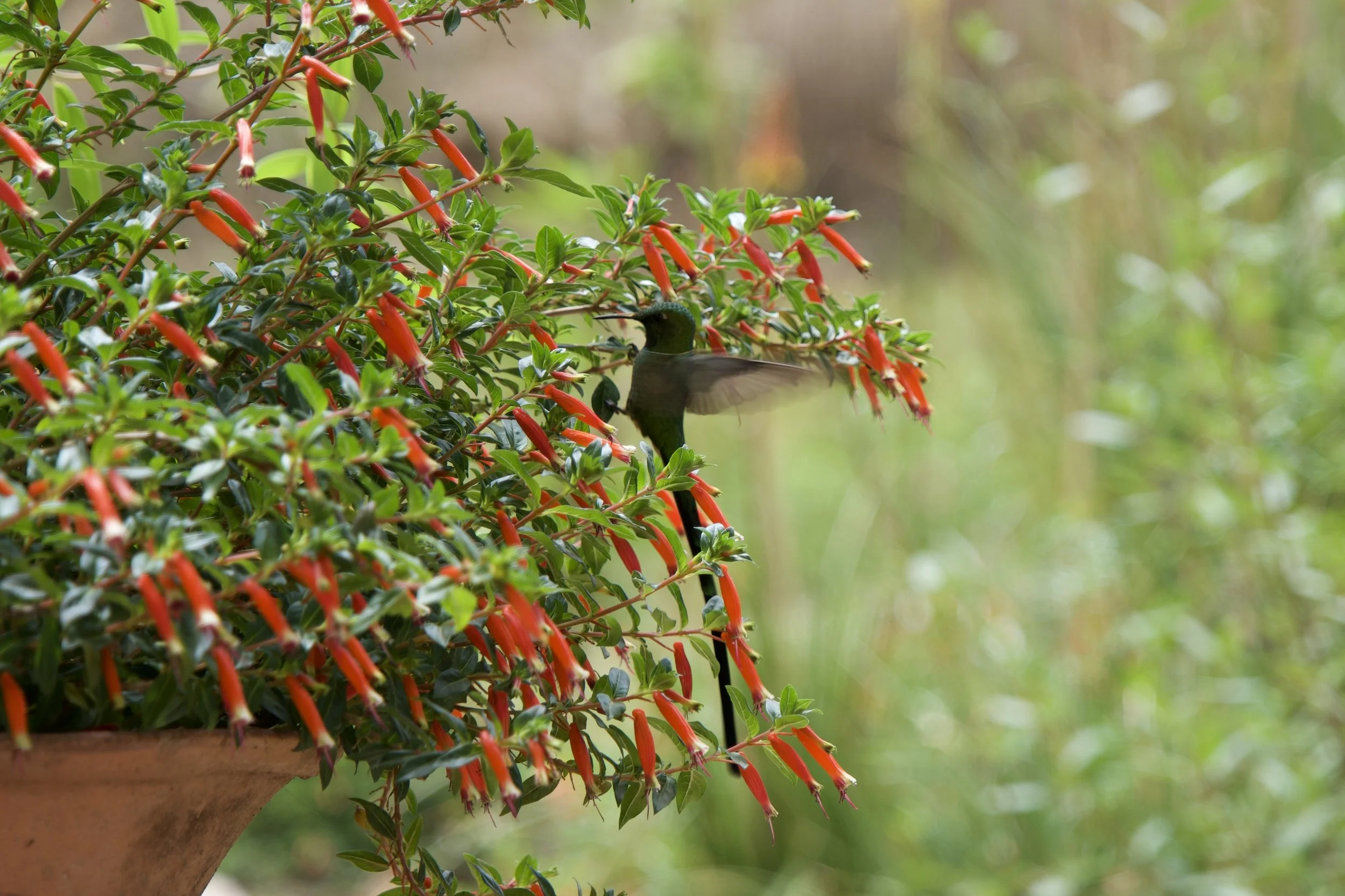 Black-tailed Trainbearer