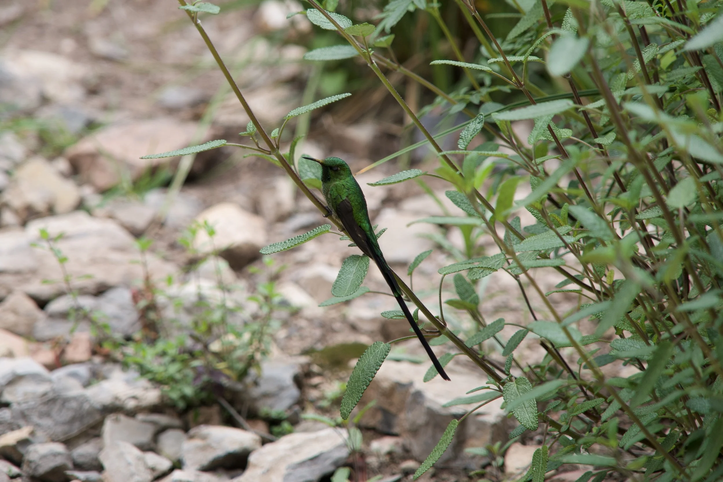 Black-tailed Trainbearer