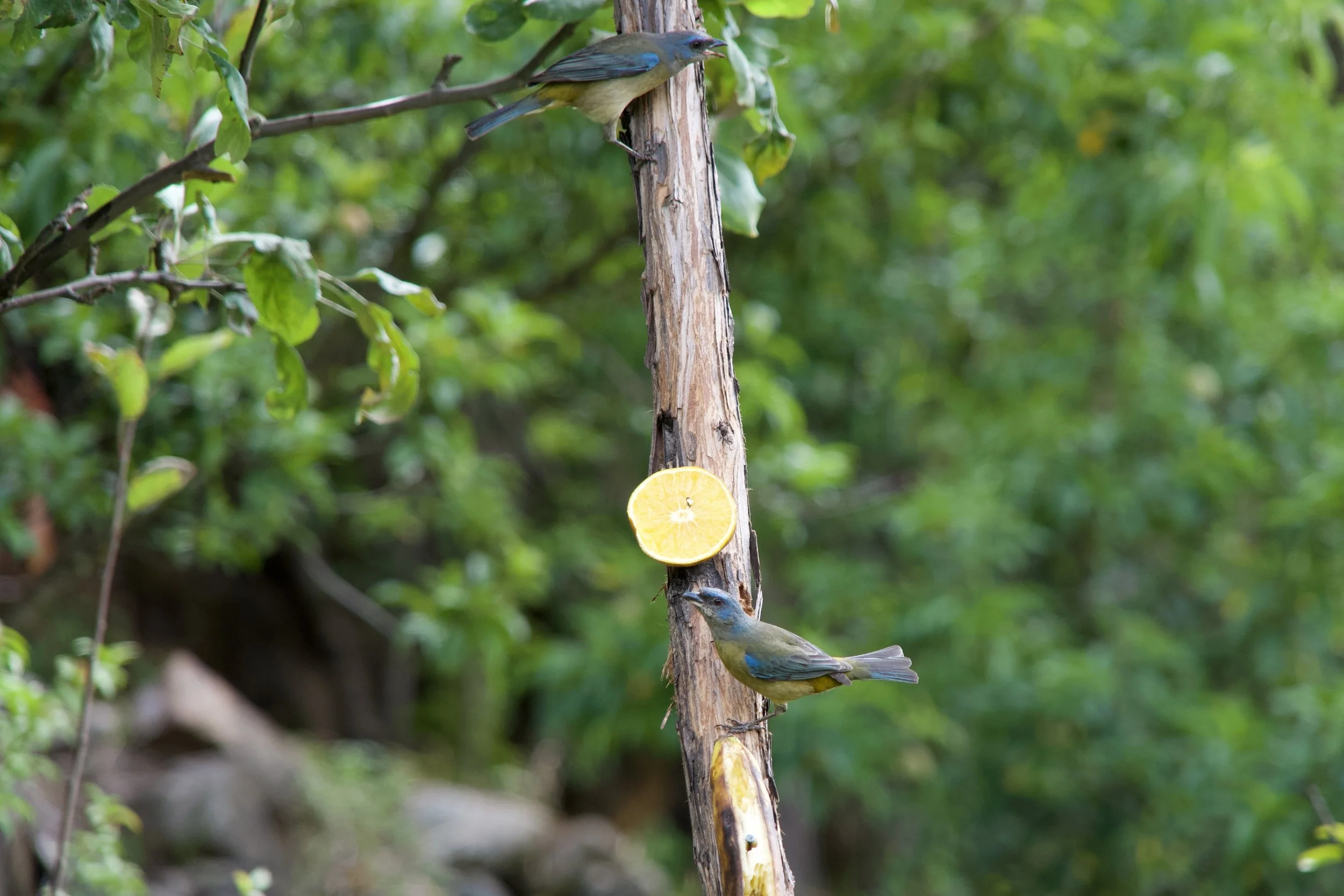 Female Blue-and-yellow Tanagers