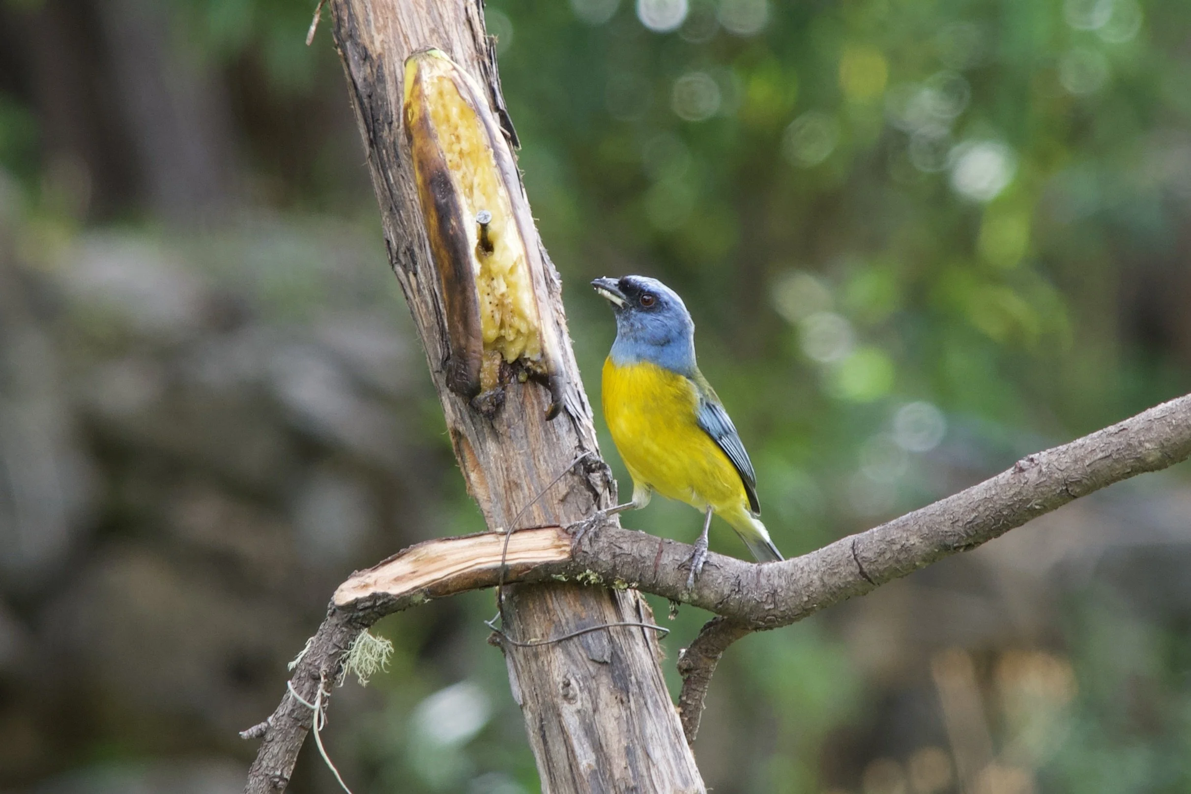 Male Blue-and-yellow Tanager