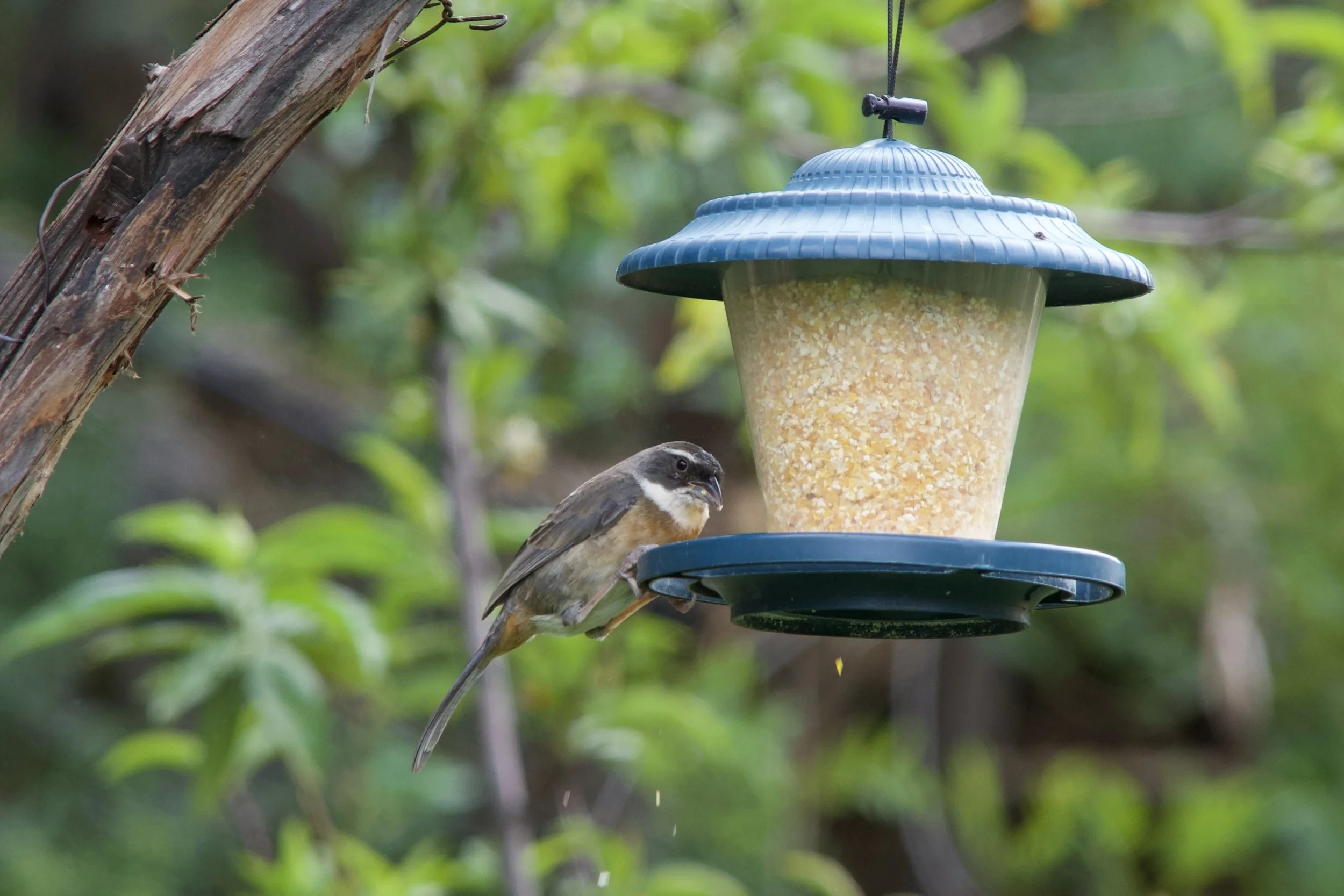 Chestnut-breasted Mountain-finch