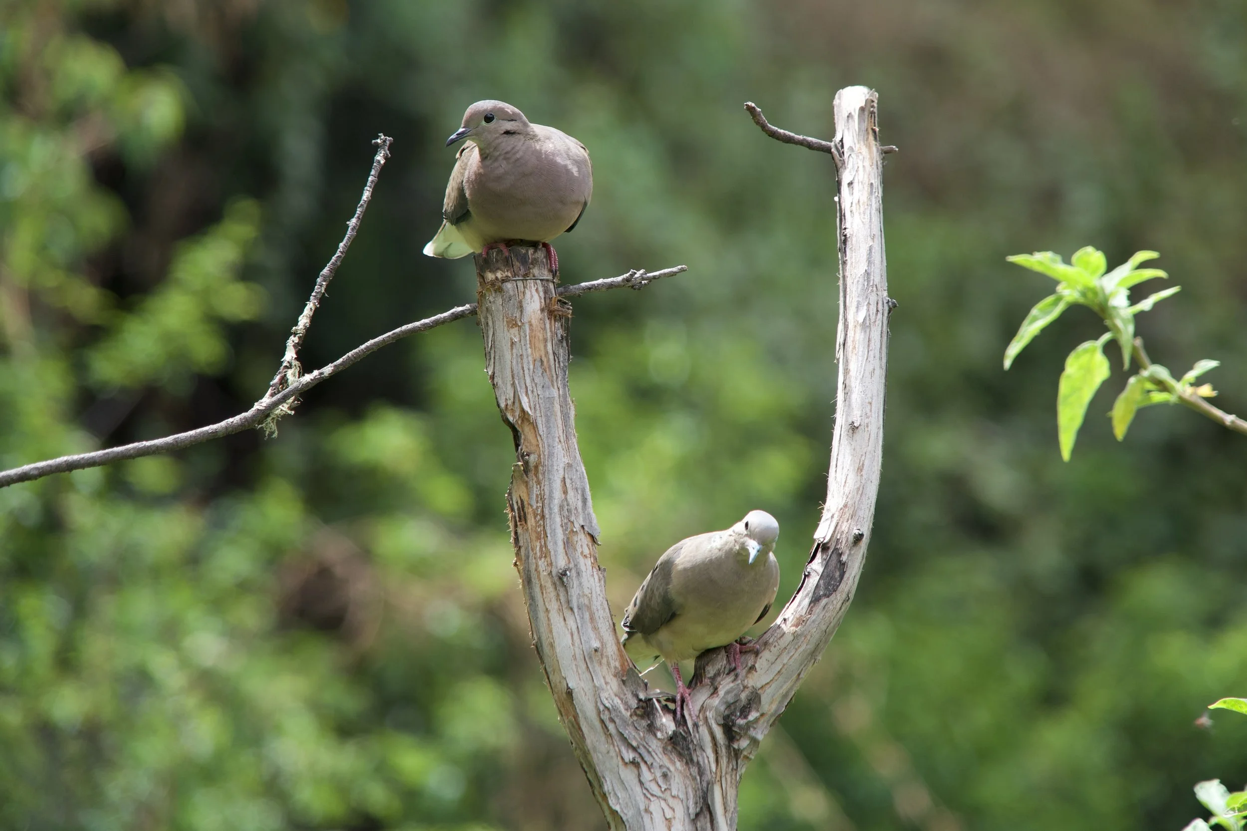 Eared Doves