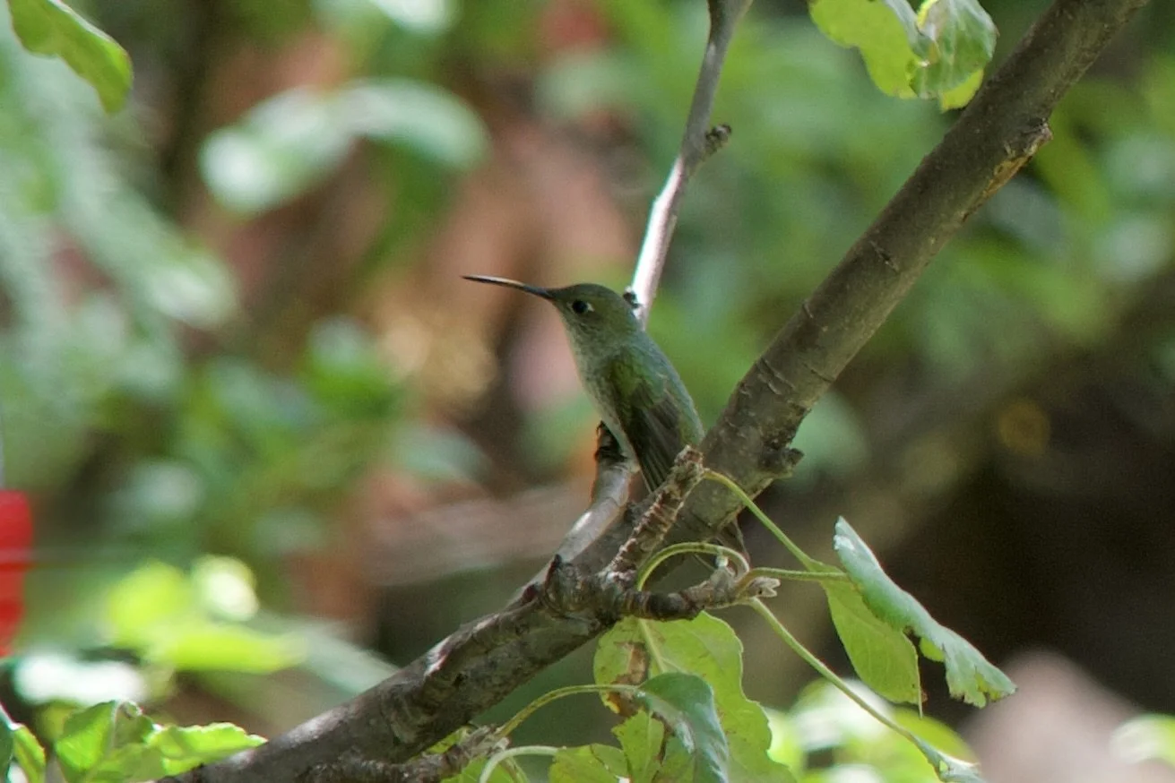 Endemic Green-and-white hummingbird