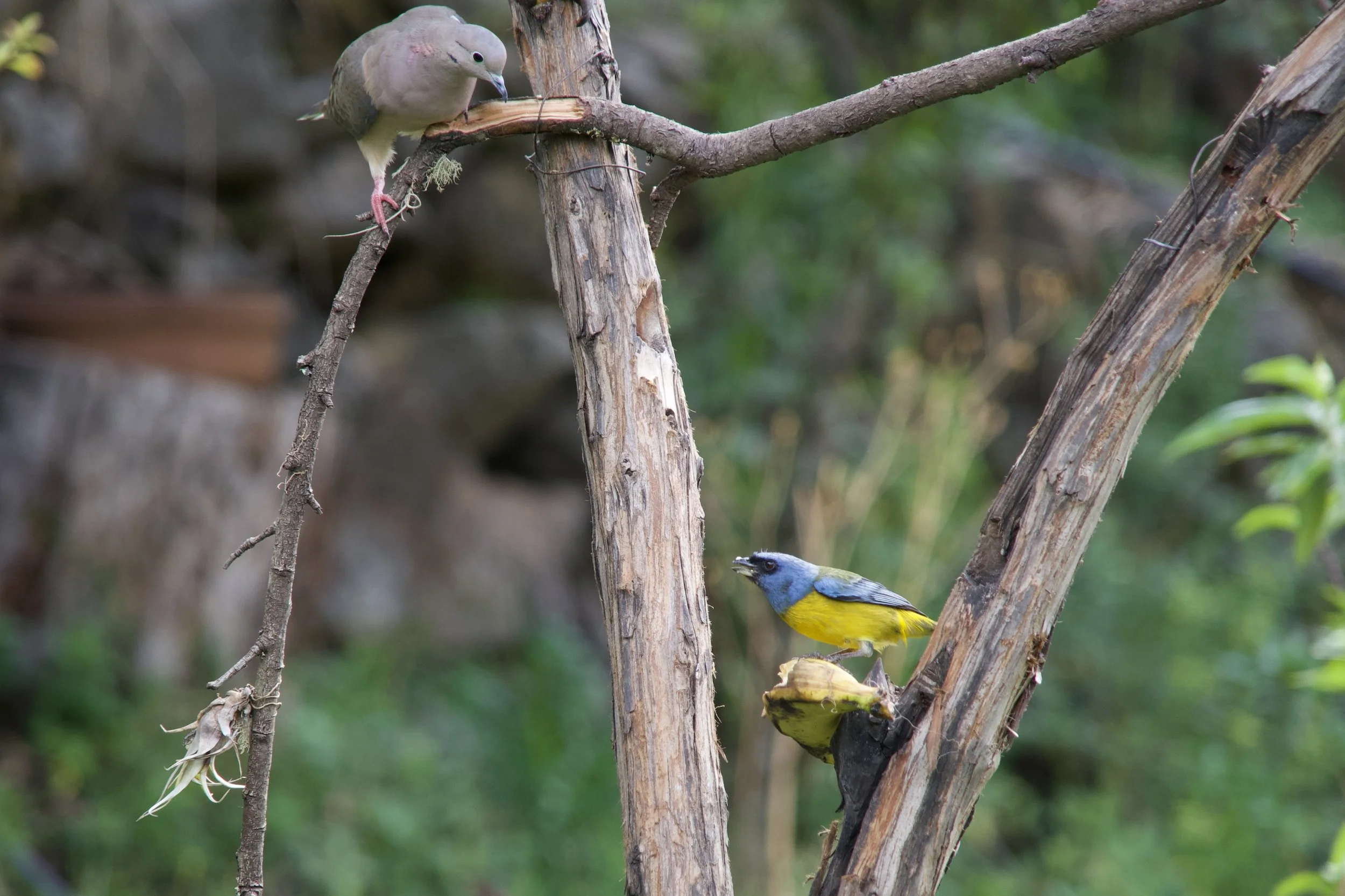 Eared Dove & Blue-and-yellow tanager