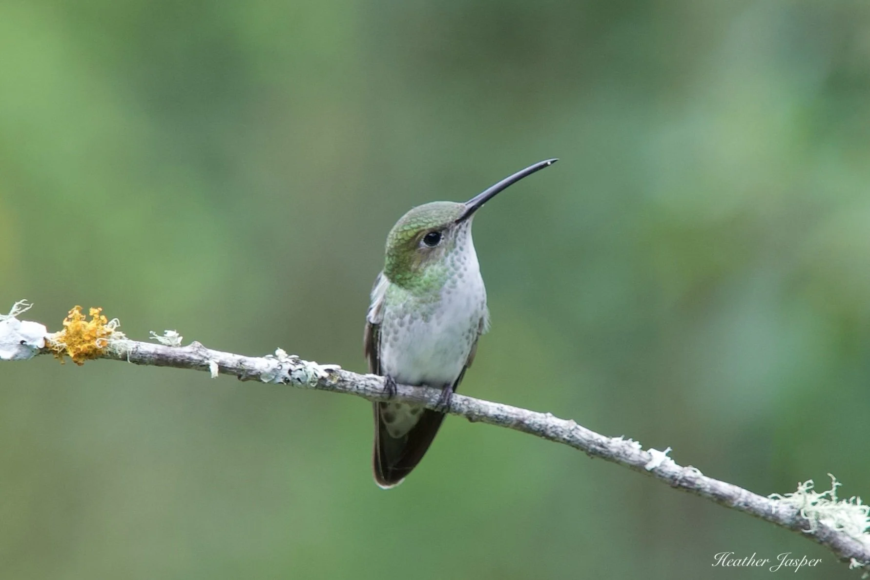 Endemic Green-and-white hummingbird