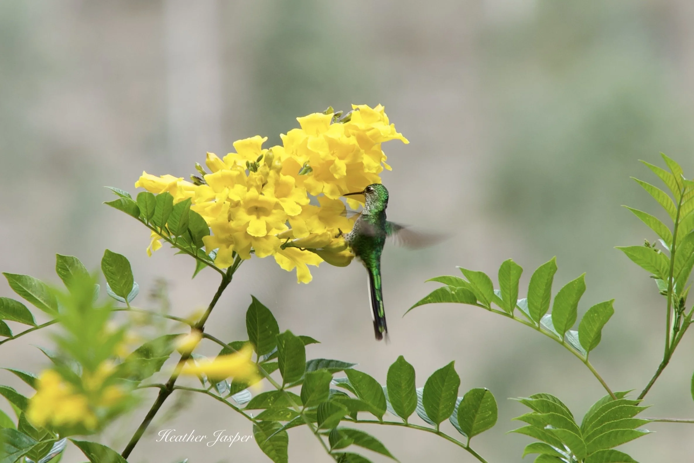 Green-tailed Trainbearer Hummingbird