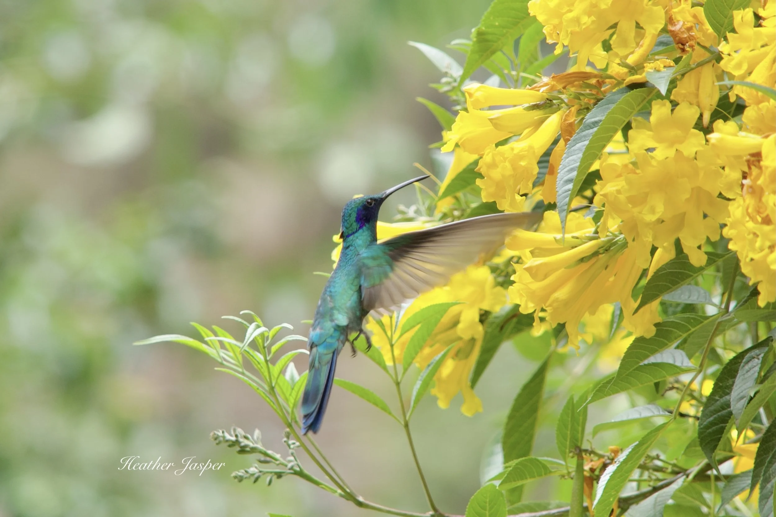 Sparkling Violetear Hummingbird