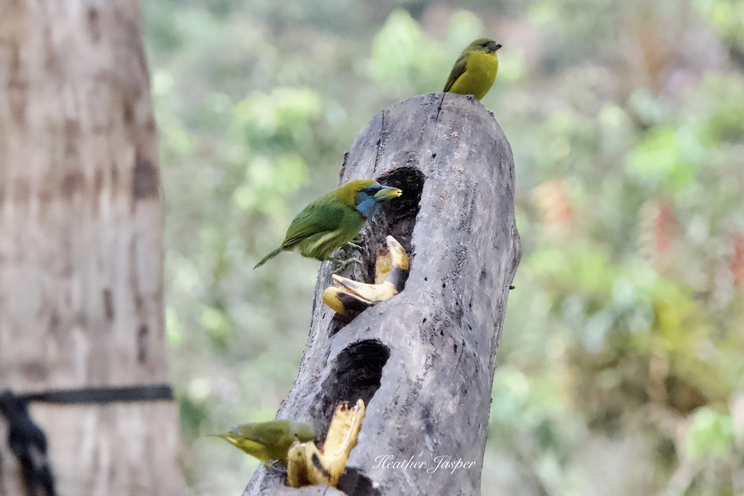 MPPH birds 2.jpeg