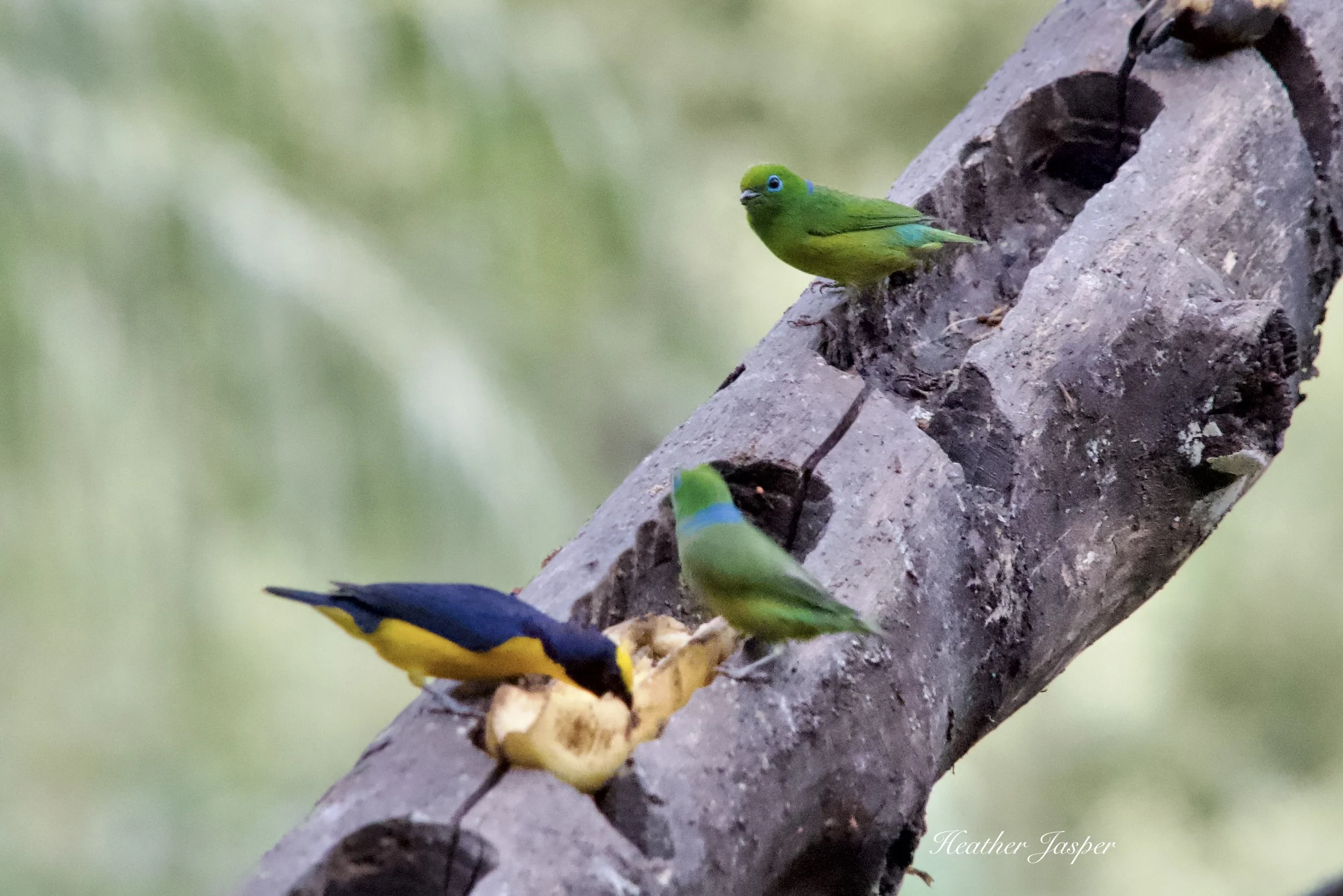 MPPH birds 3.jpeg