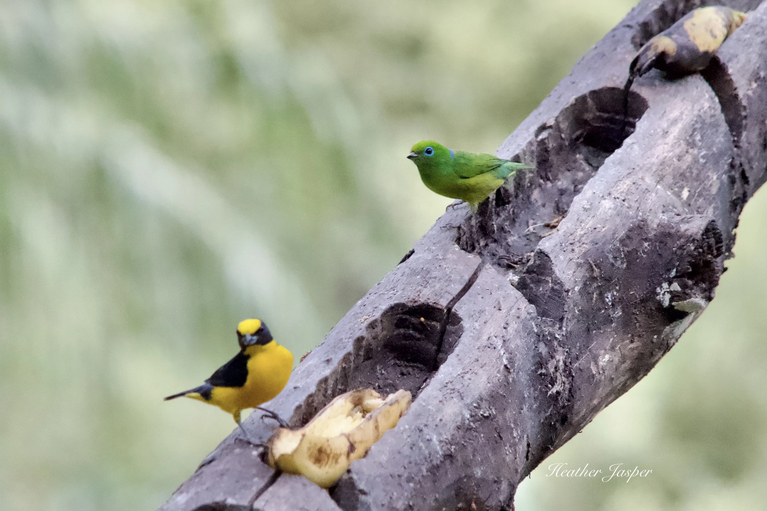 MPPH birds 4.jpeg