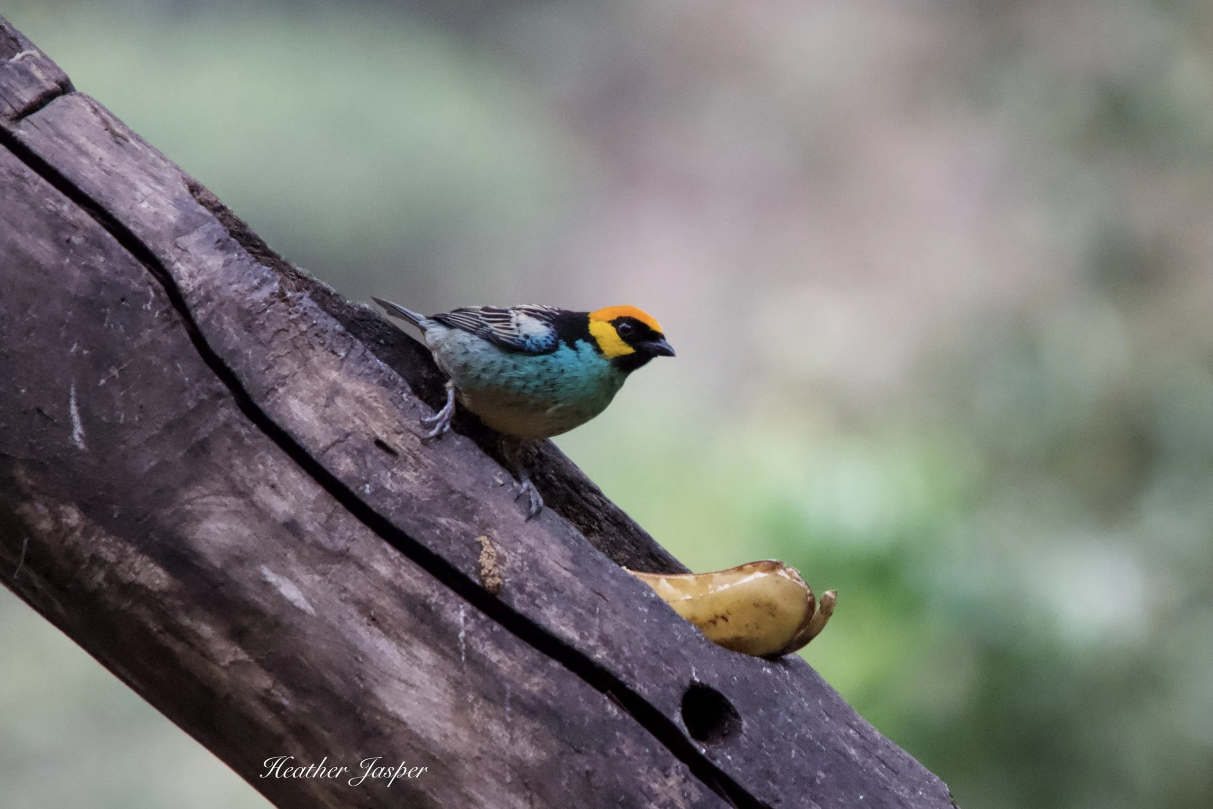 MPPH birds 5.jpeg