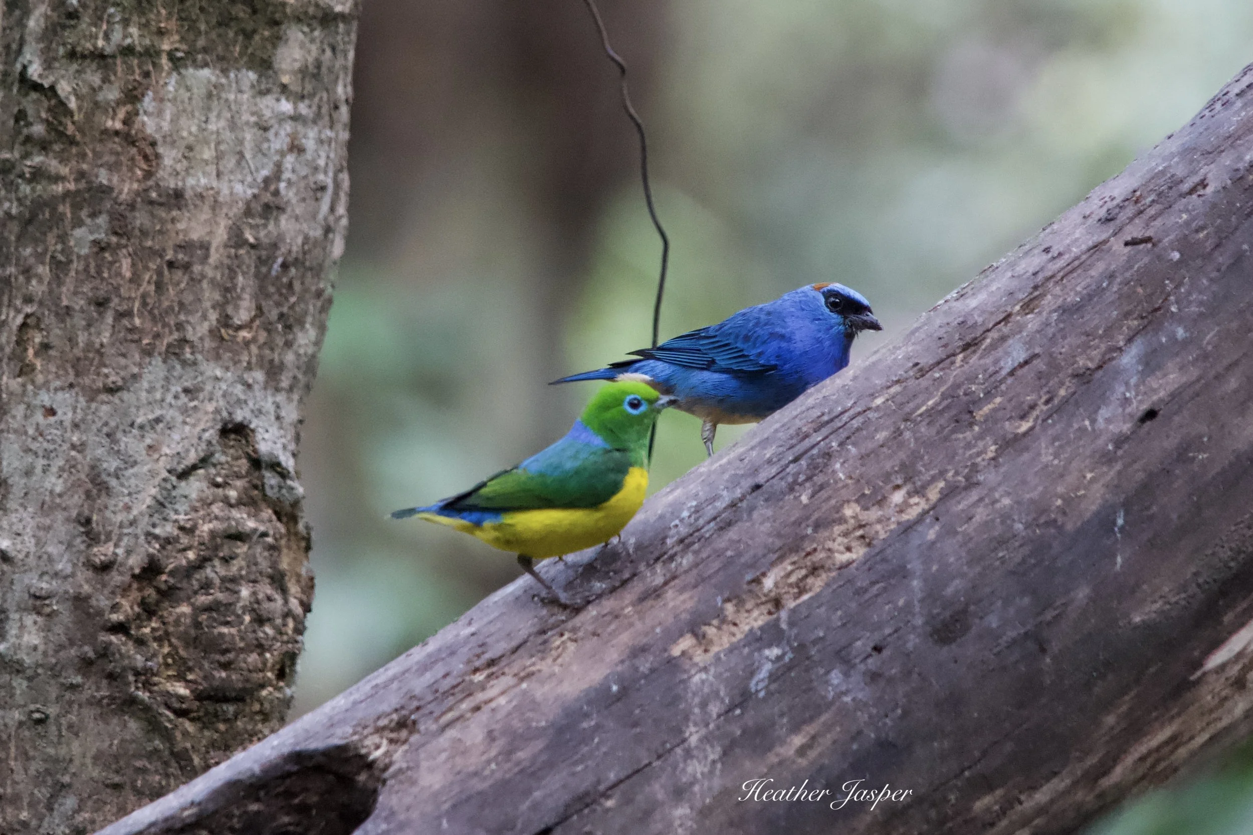 MPPH birds 6.jpeg