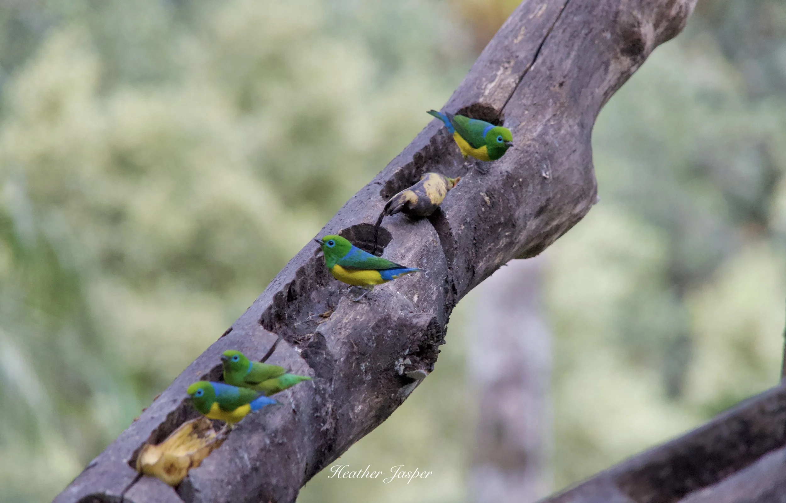 MPPH birds 7.jpeg