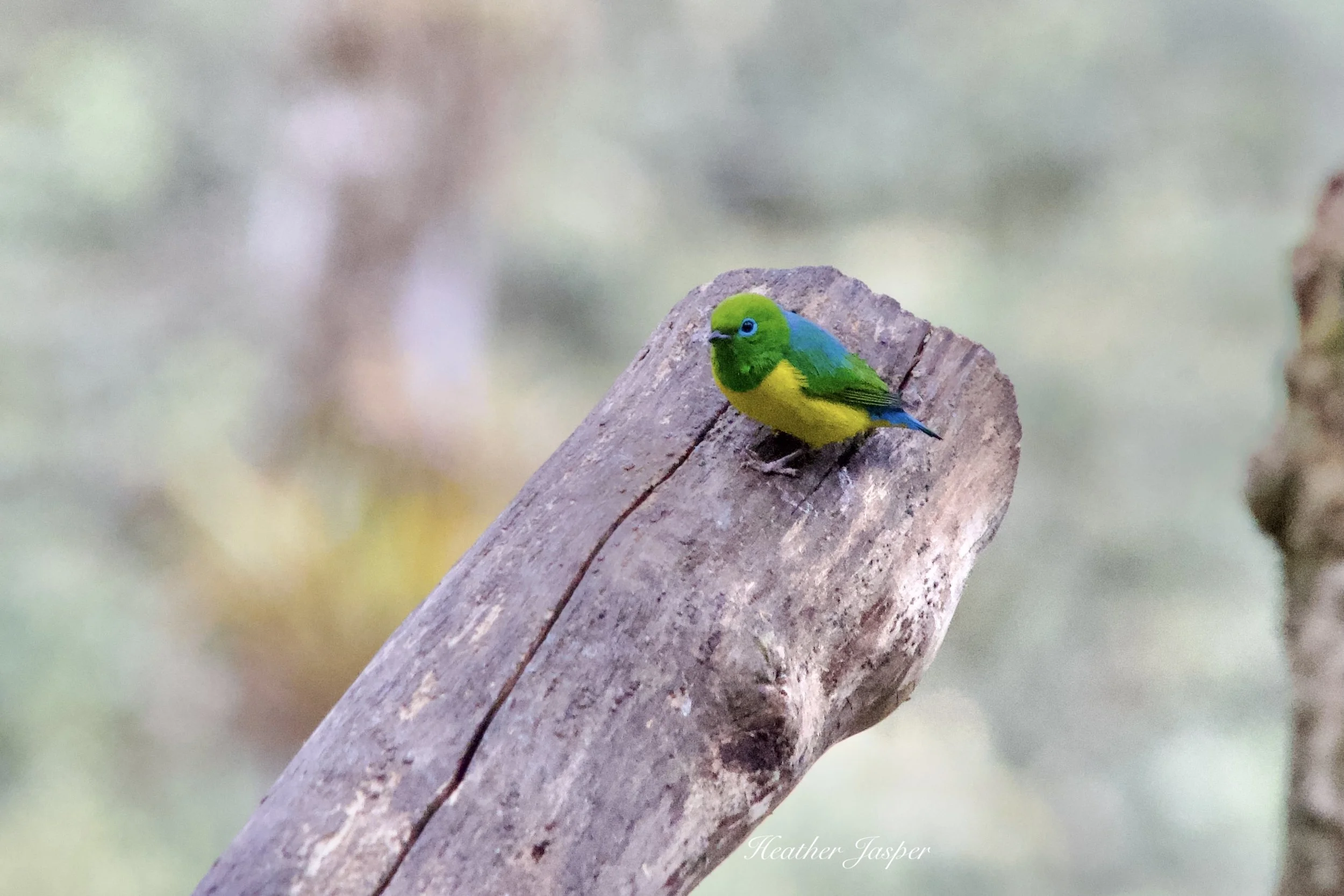 MPPH birds 8.jpeg
