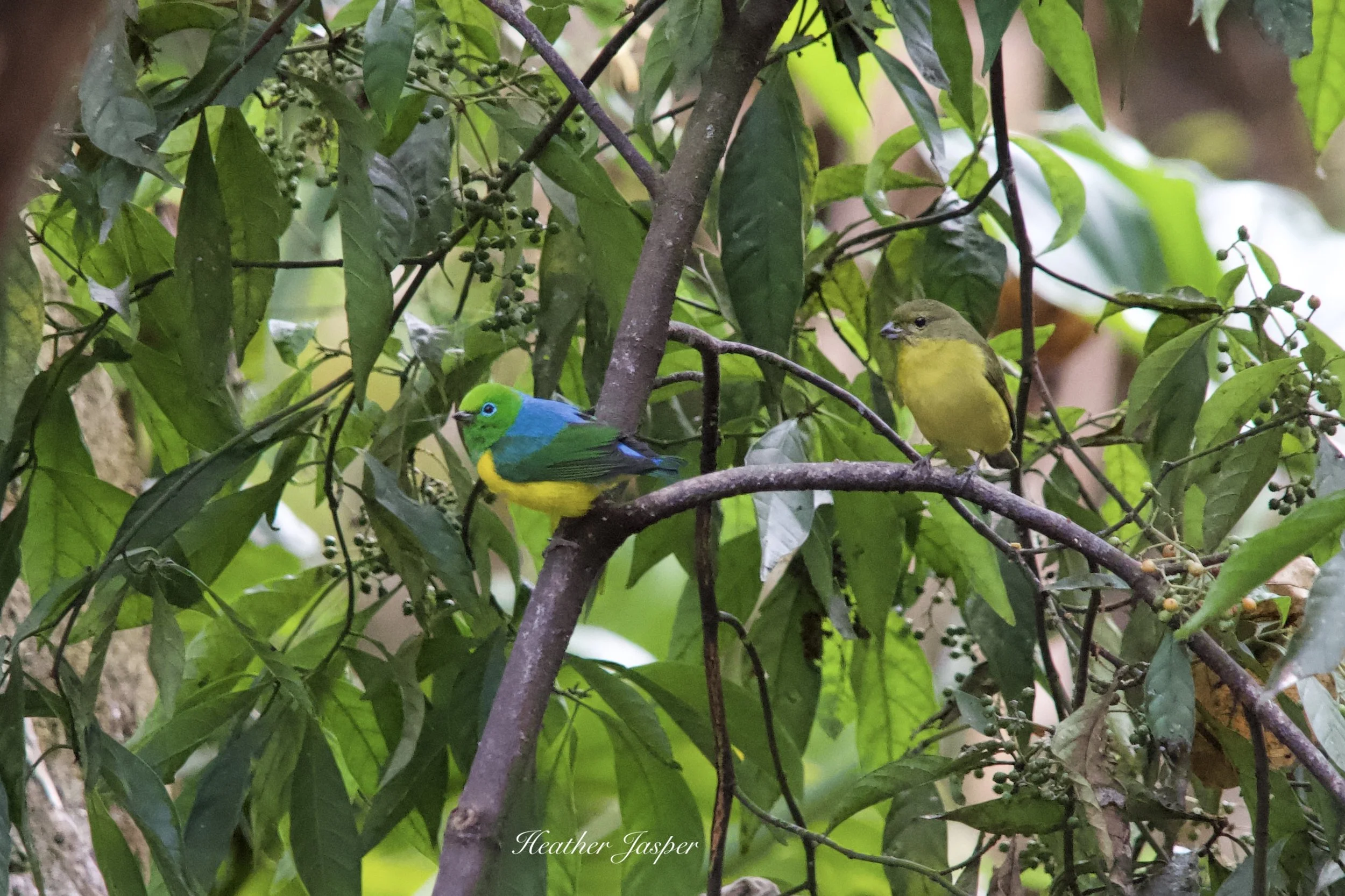 MPPH birds 9.jpeg