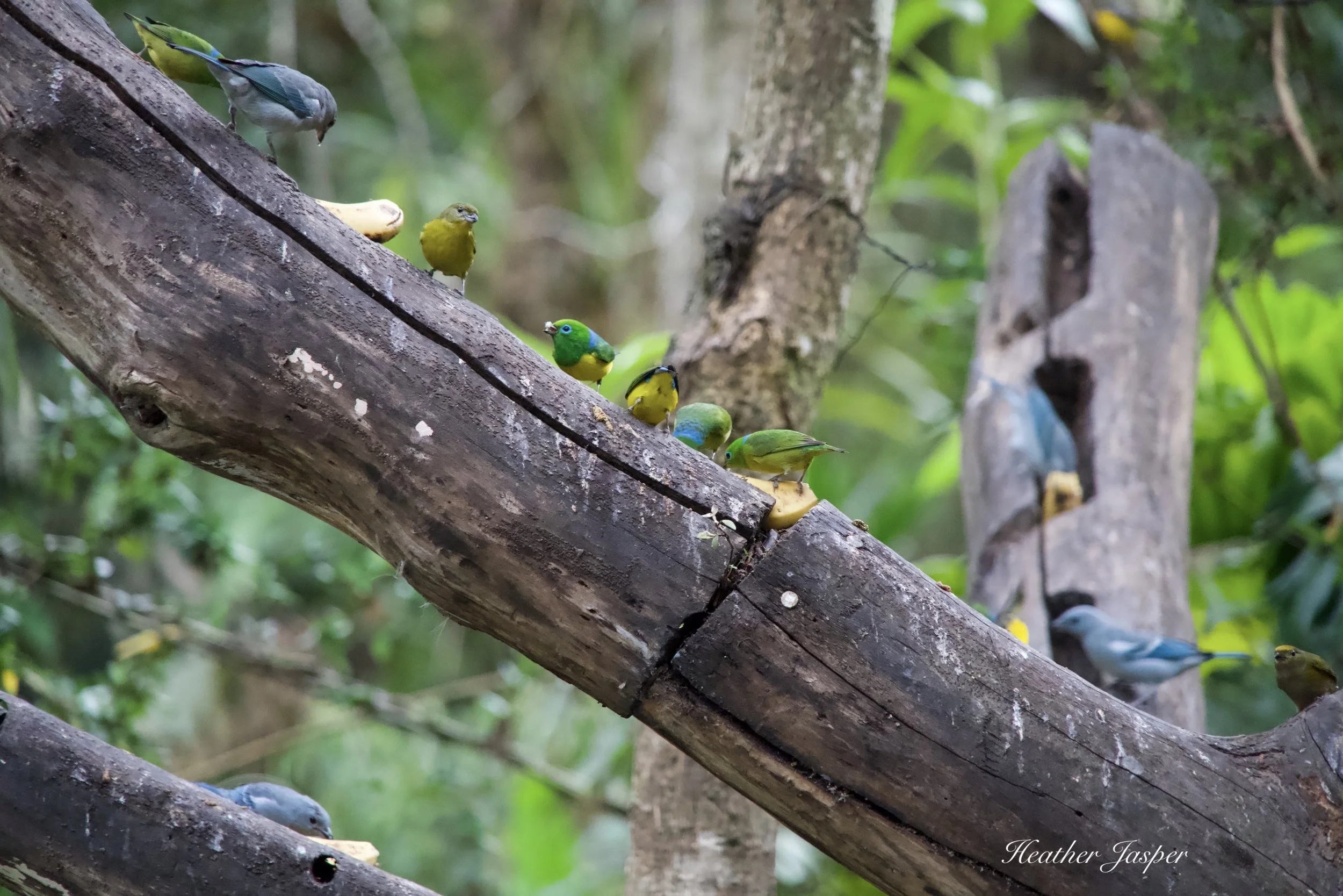 MPPH birds 10.jpeg