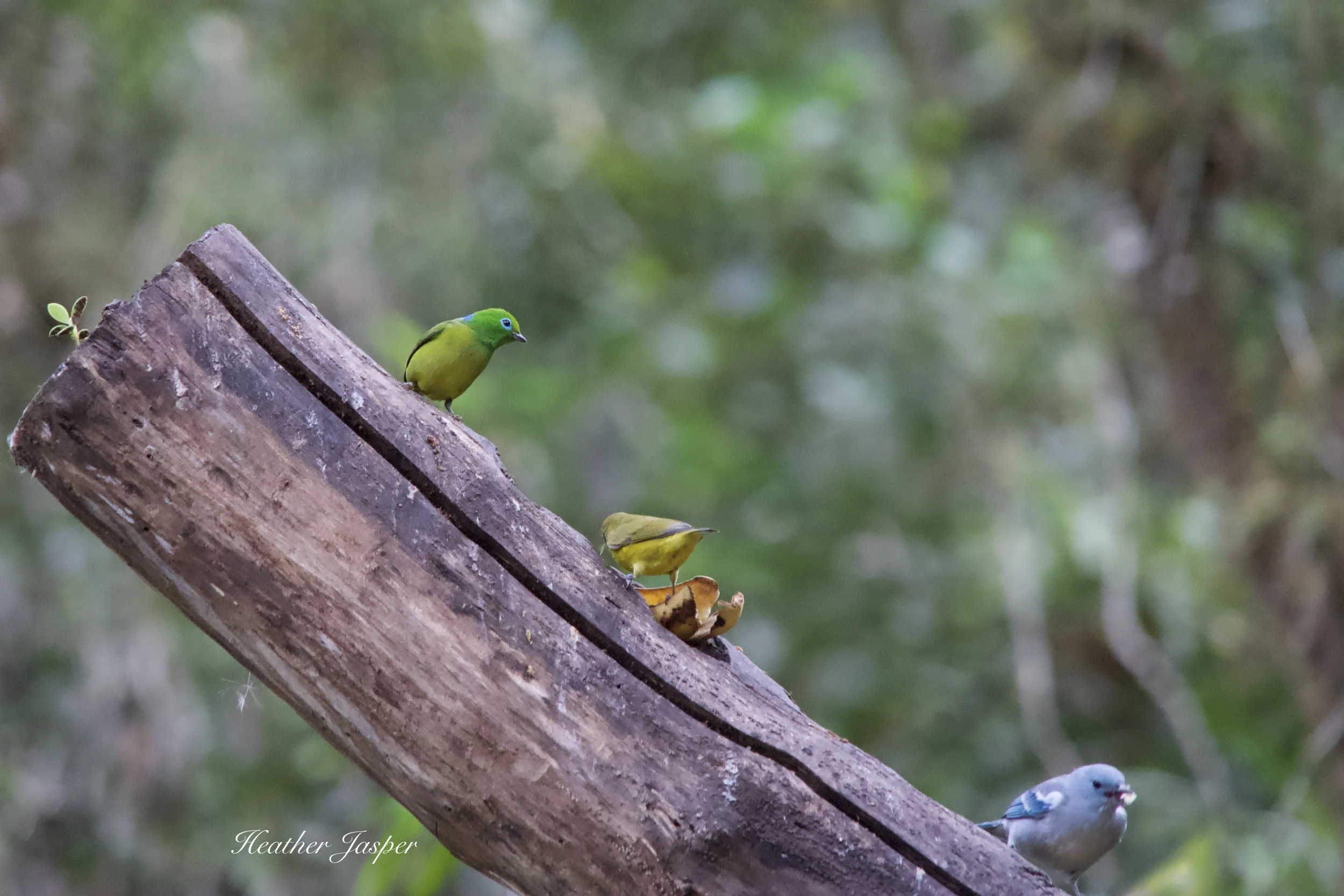 MPPH birds 12.jpeg