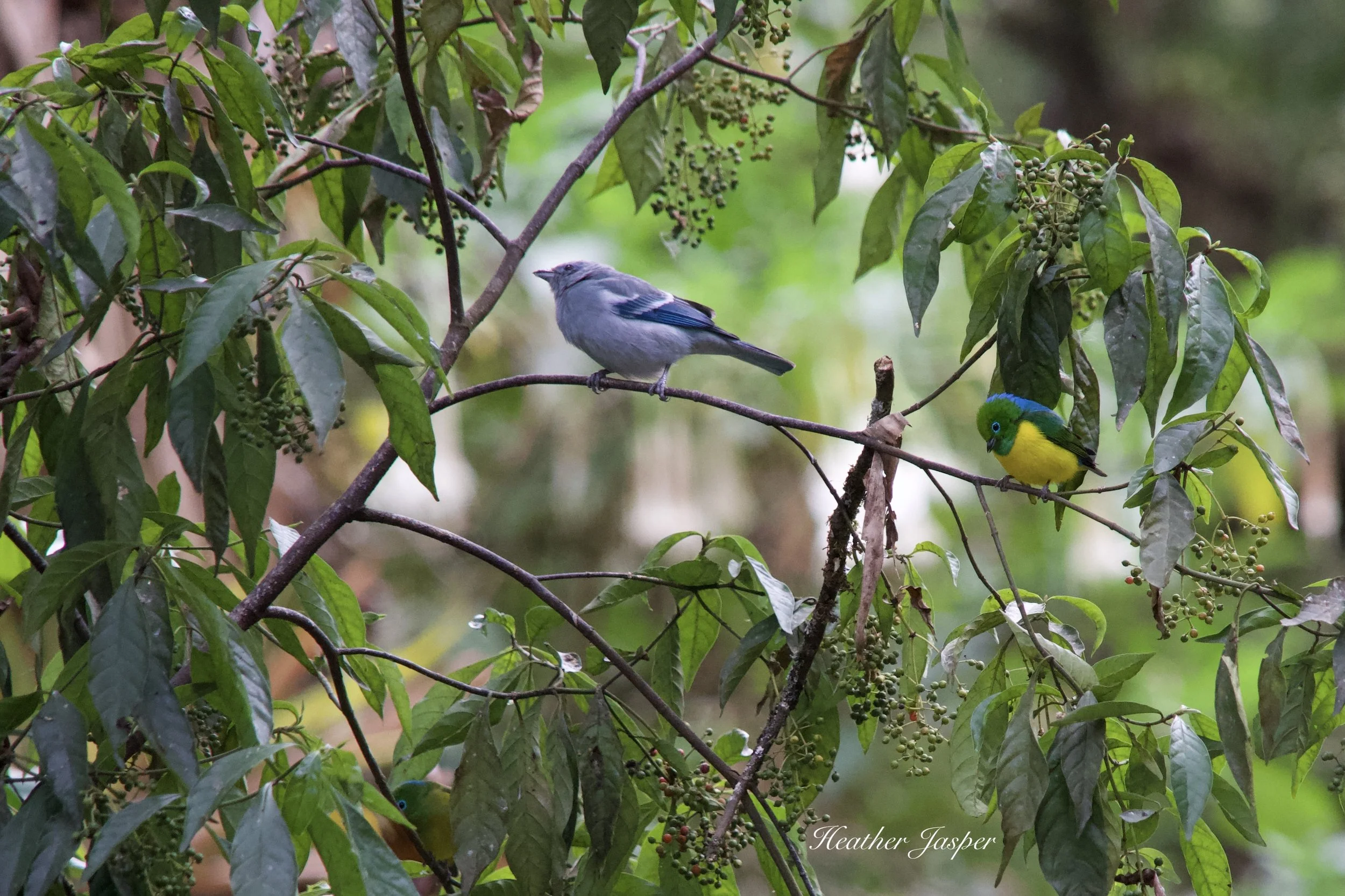 MPPH birds 13.jpeg