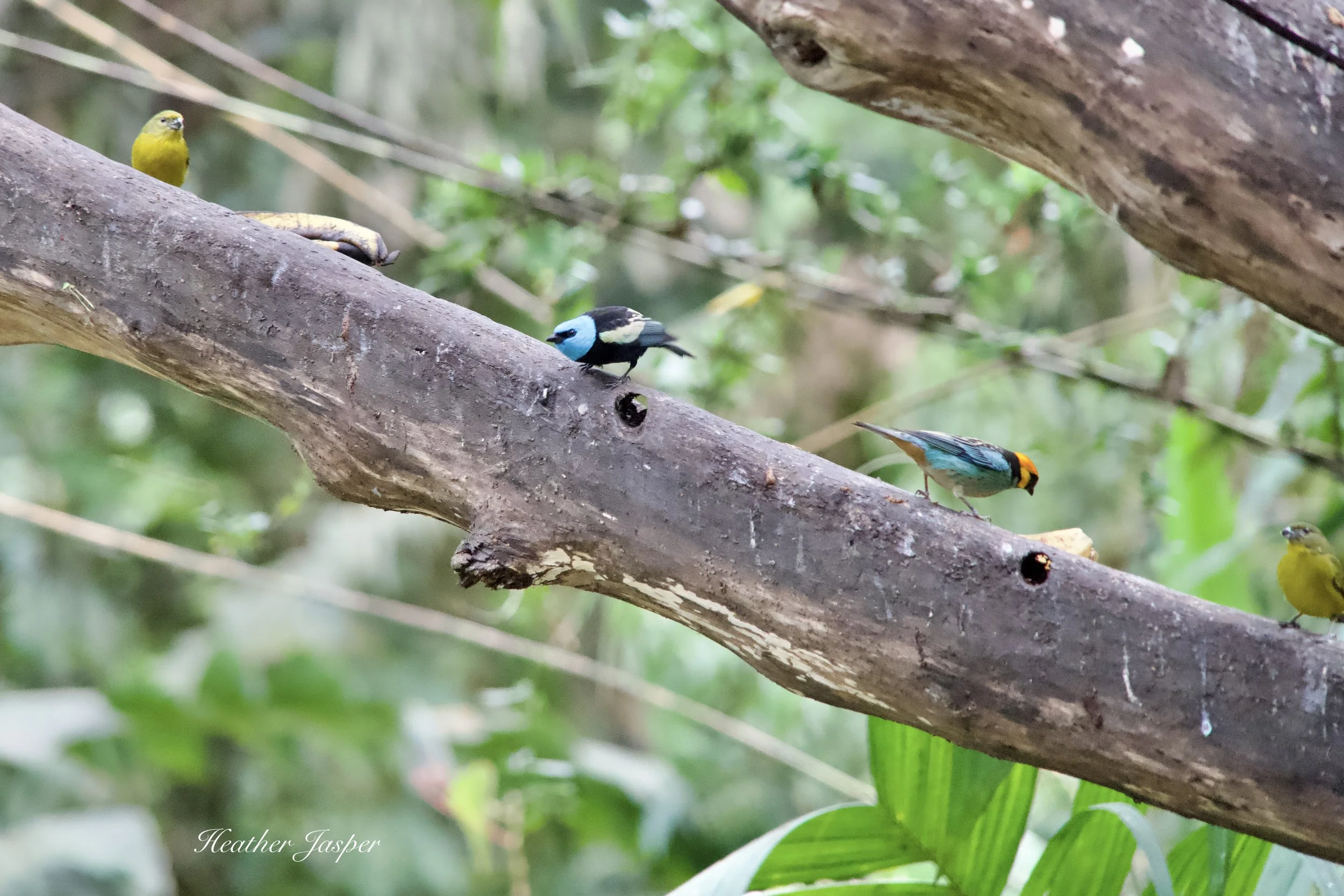 MPPH birds 14.jpeg