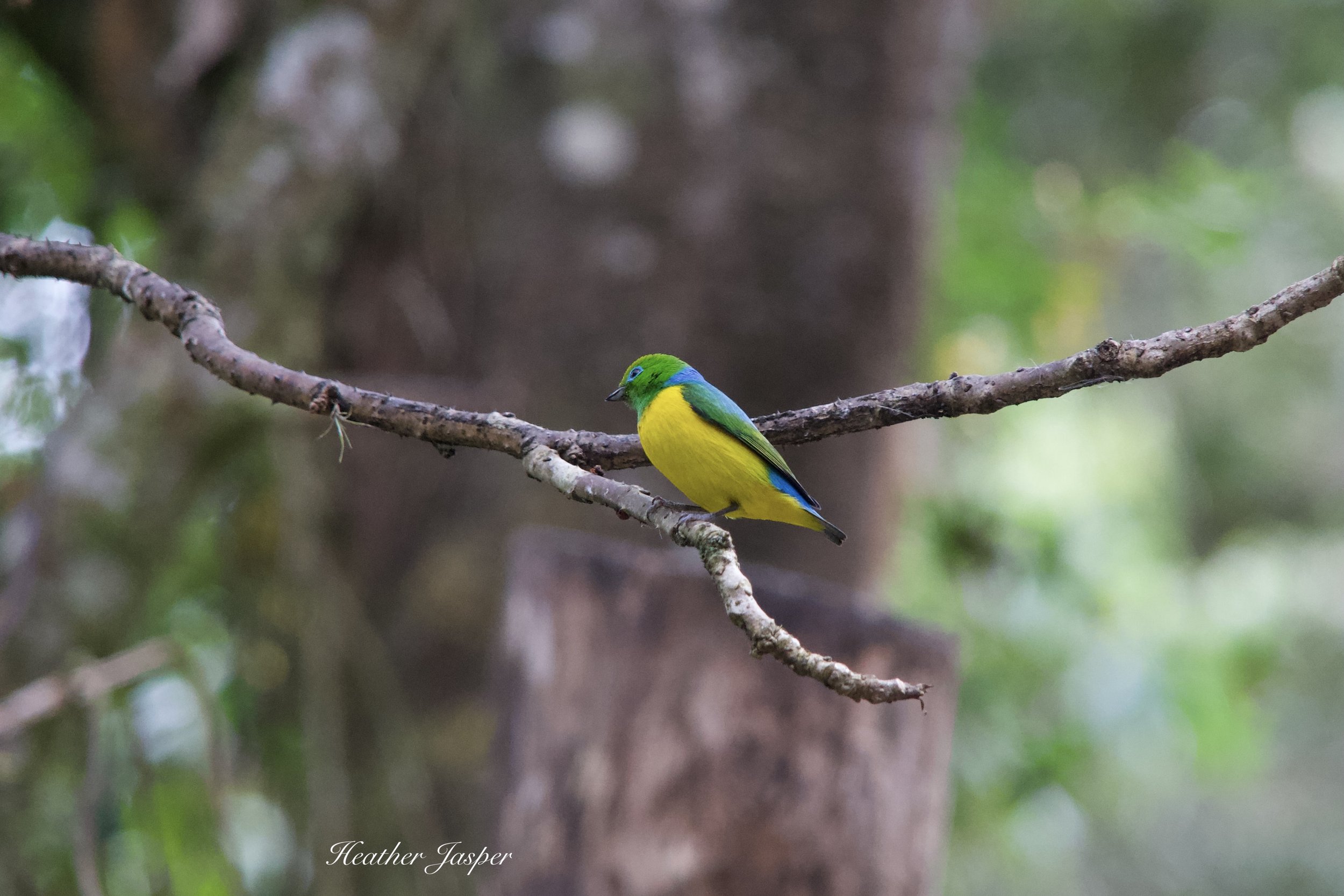 MPPH birds 16.jpeg