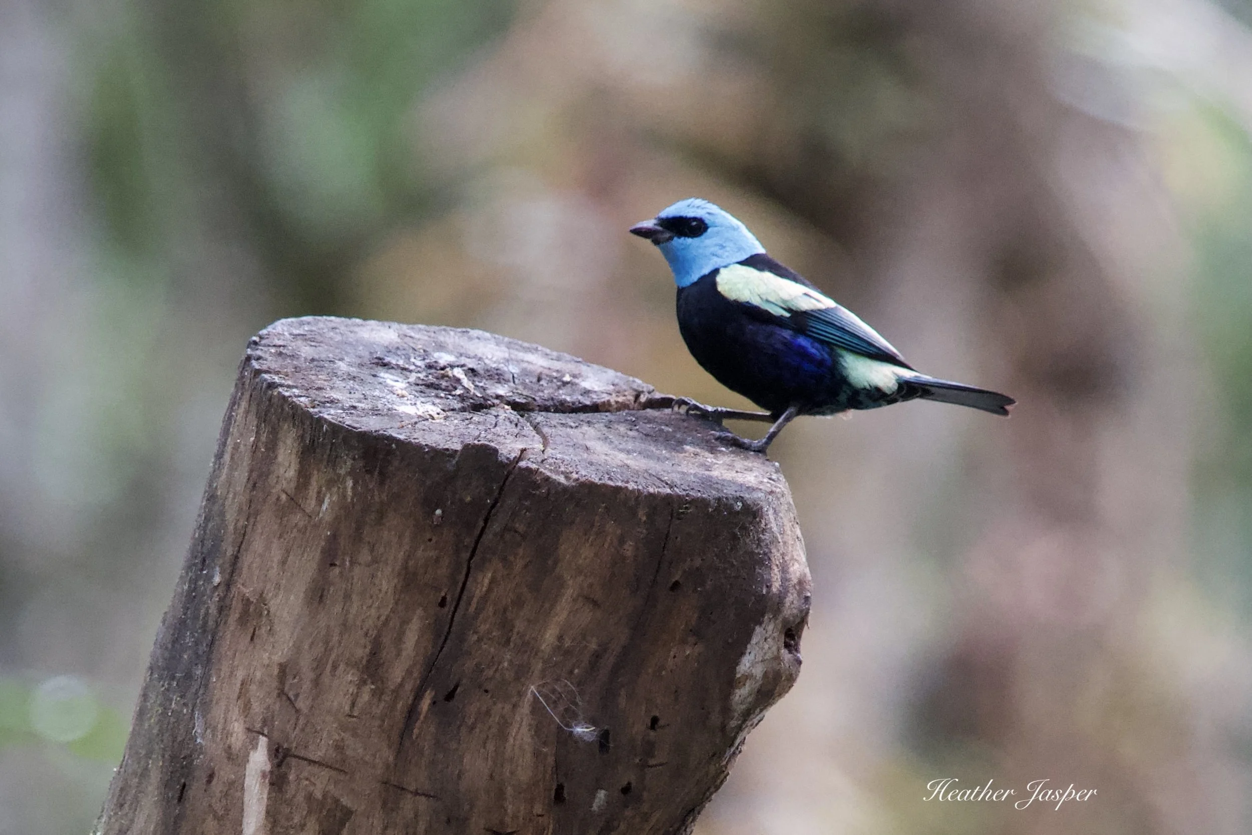 MPPH birds 17.jpeg
