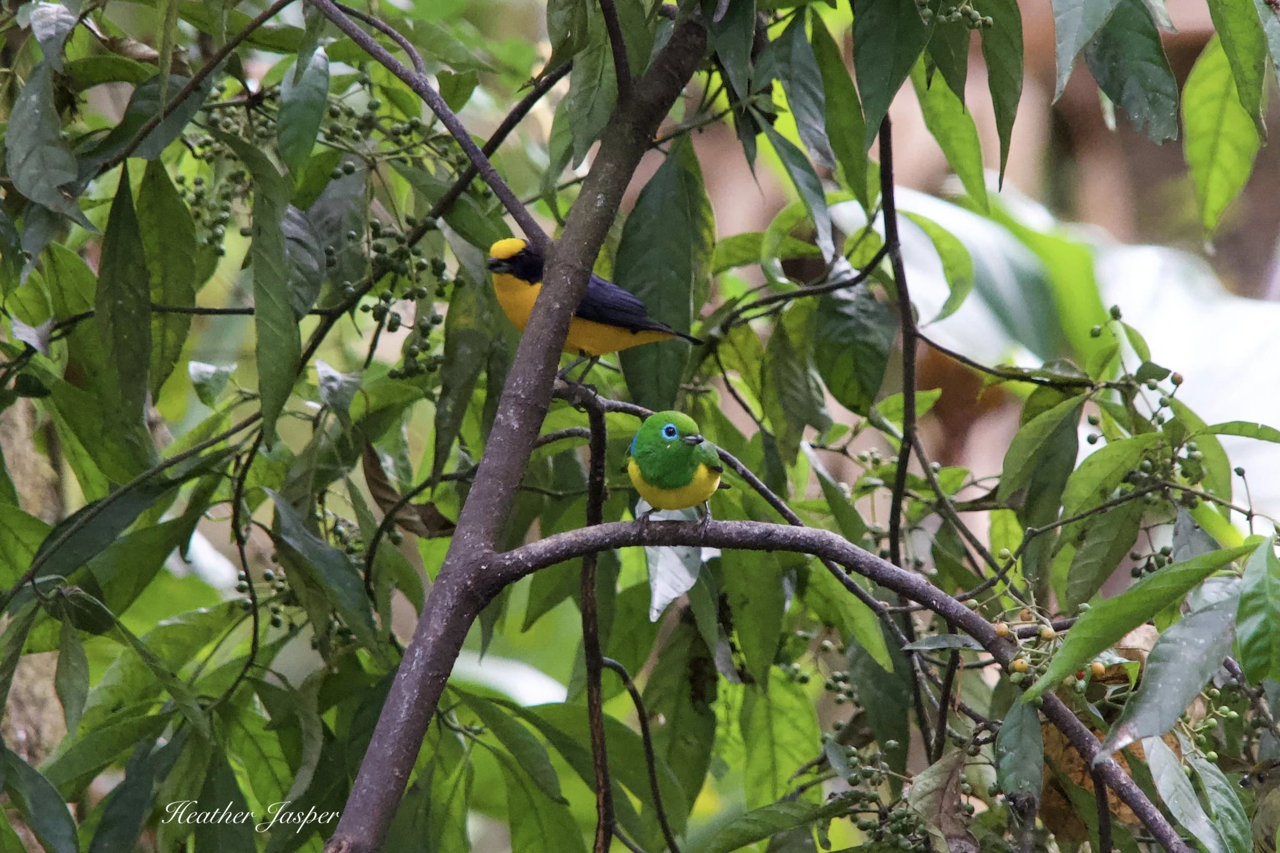 MPPH birds 18.jpeg