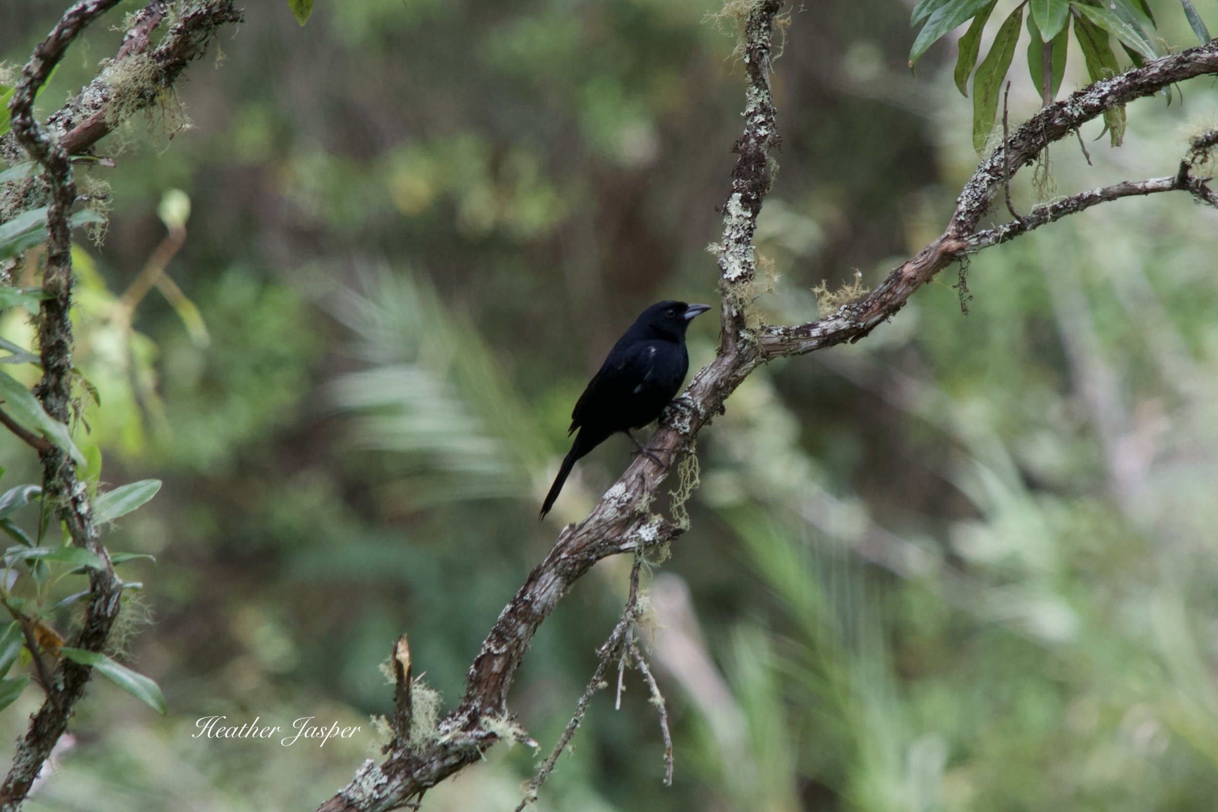 White-lined Tanager Cocachimba Amazonas Peru