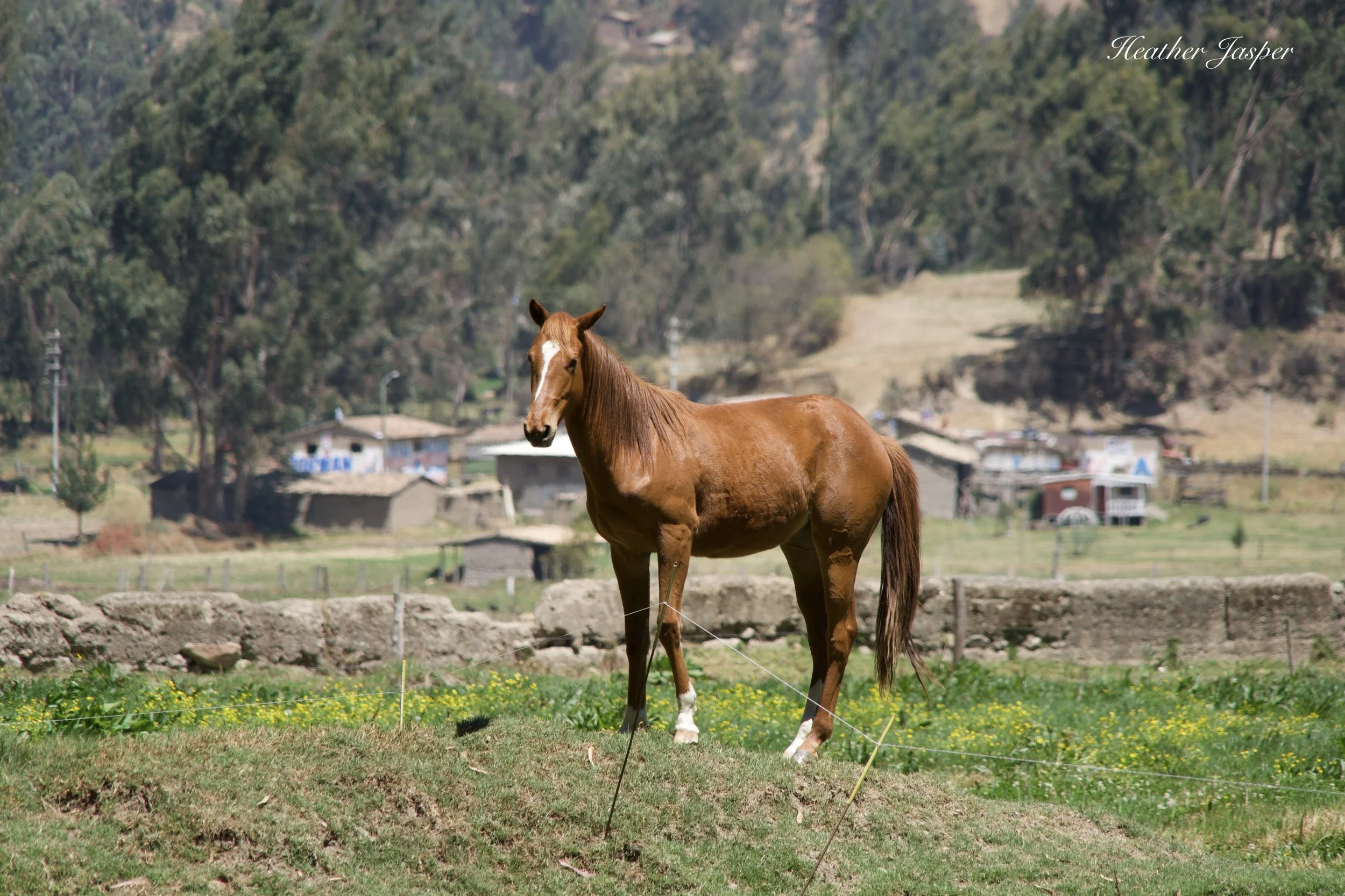 horse at Pamuri.jpeg