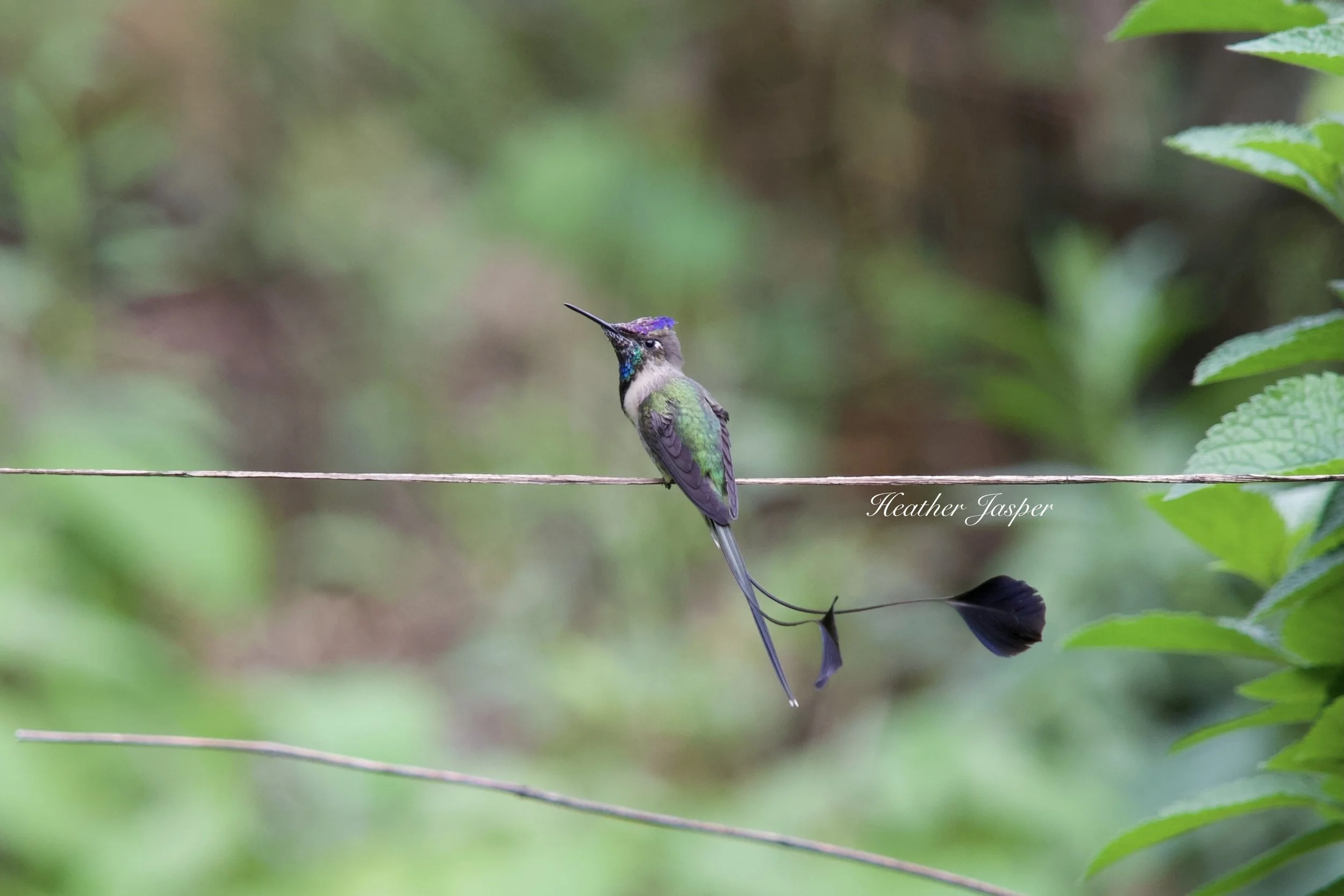 Colibri cola espatula 1.jpeg