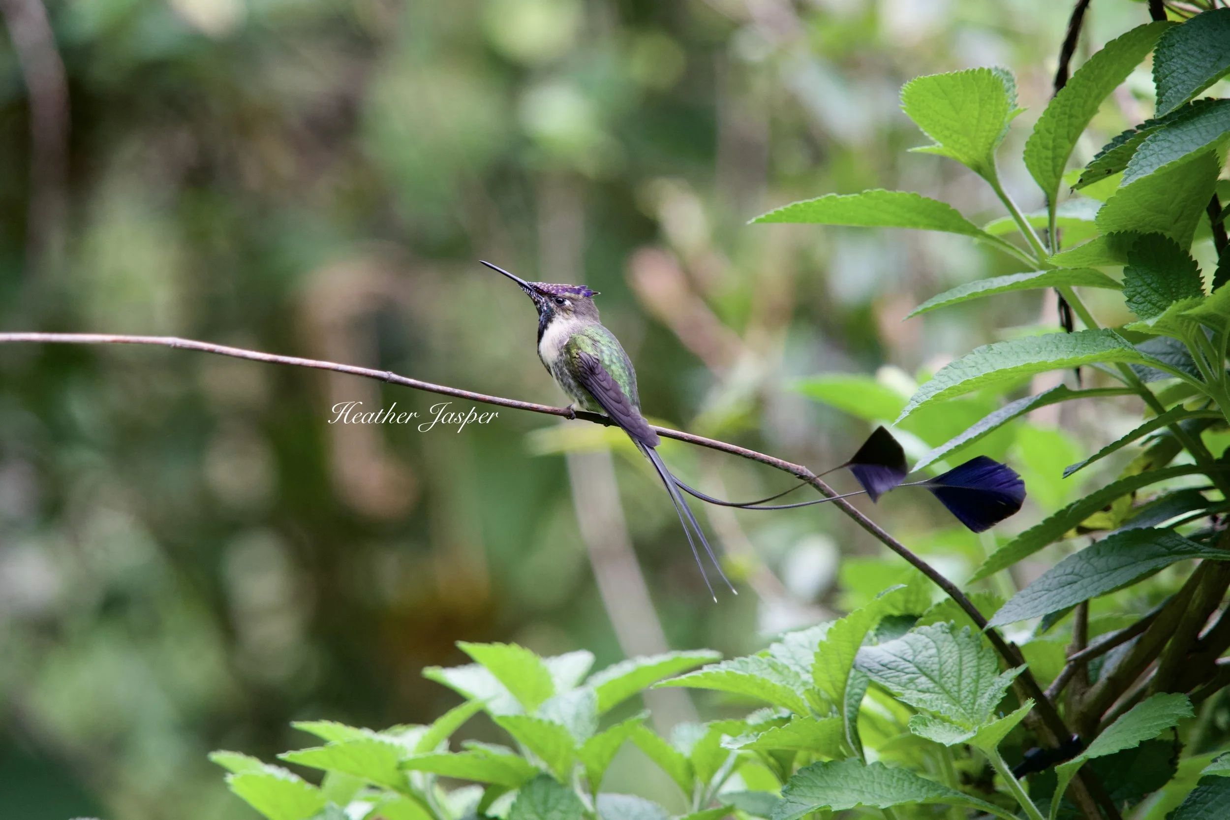 Colibri cola espatula 3.jpeg