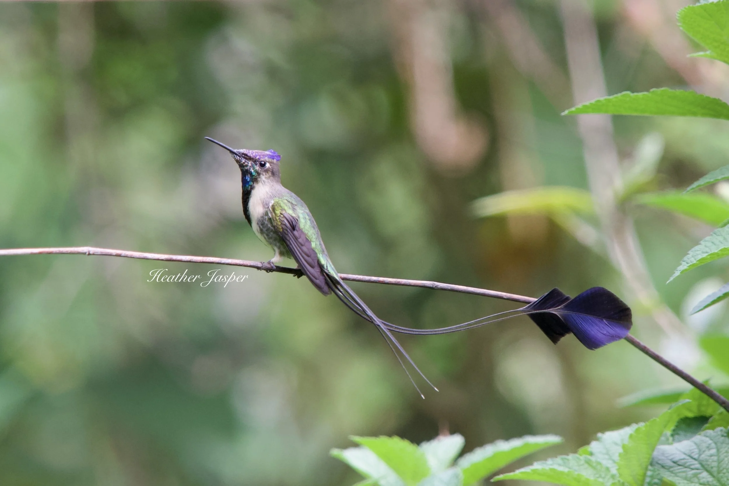 Colibri cola espatula 4.jpeg