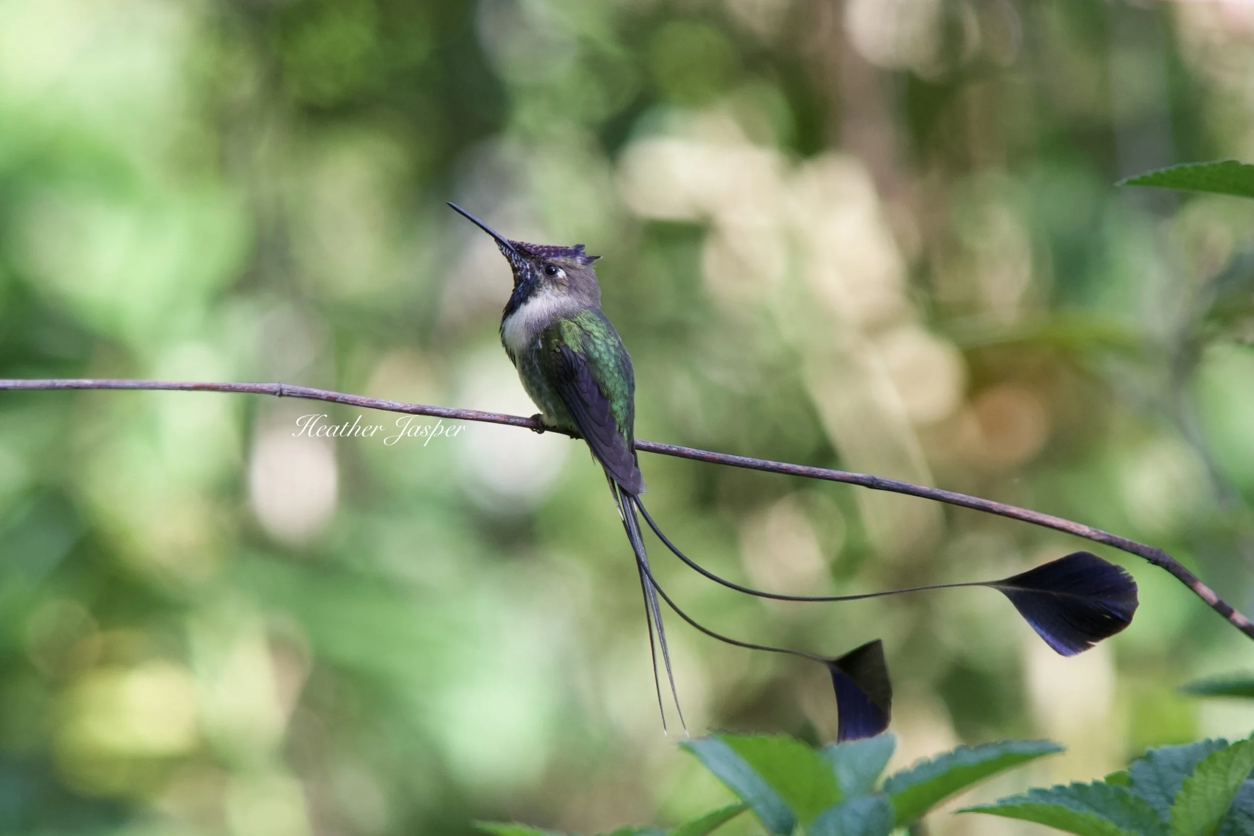 Colibri cola espatula 5.jpeg