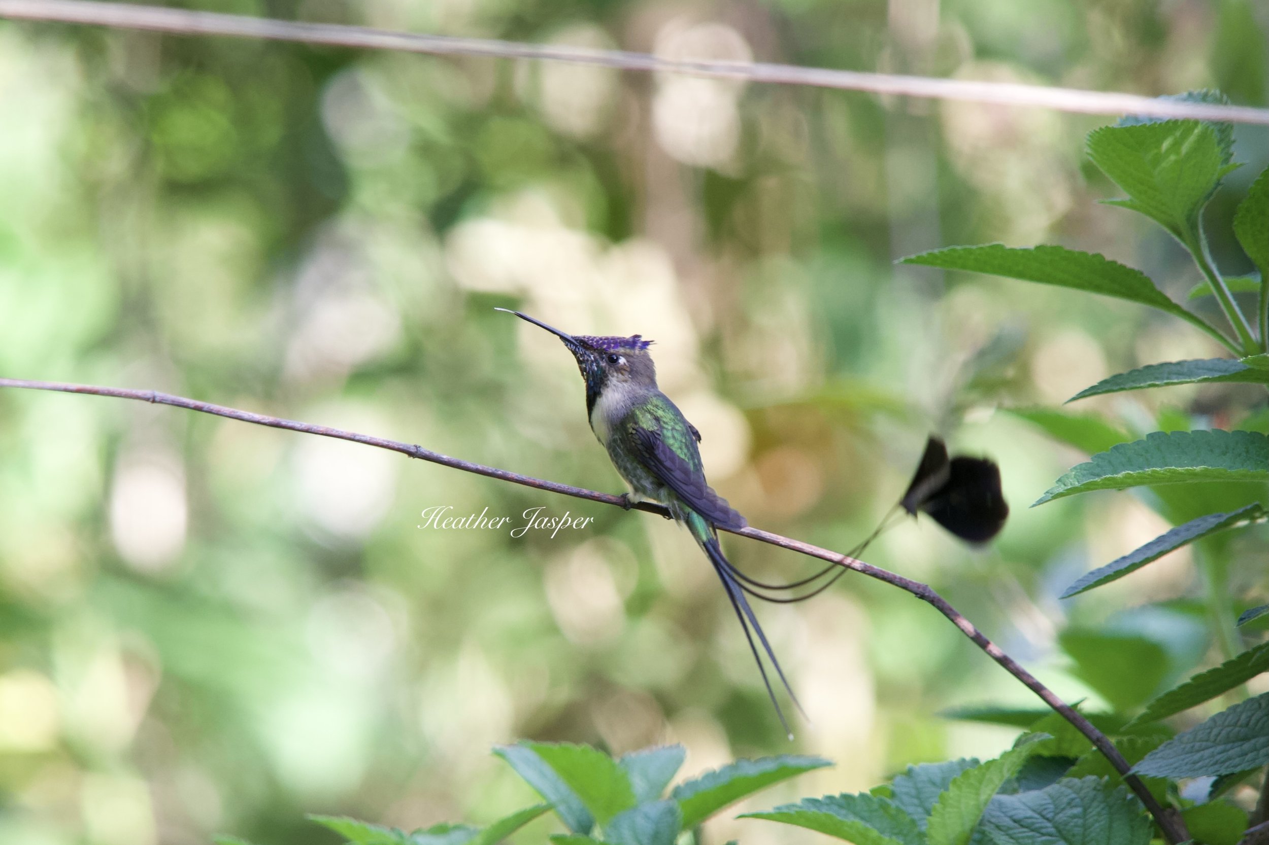 Colibri cola espatula 6.jpeg