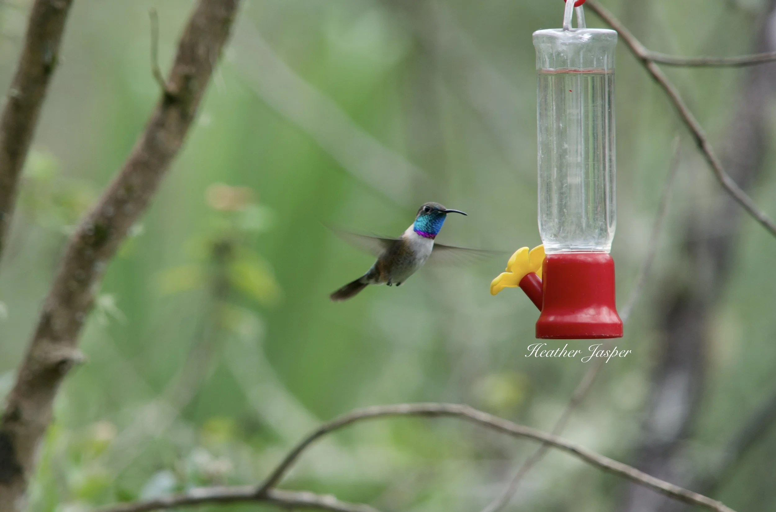 Purple collared Woodstar 1.jpeg