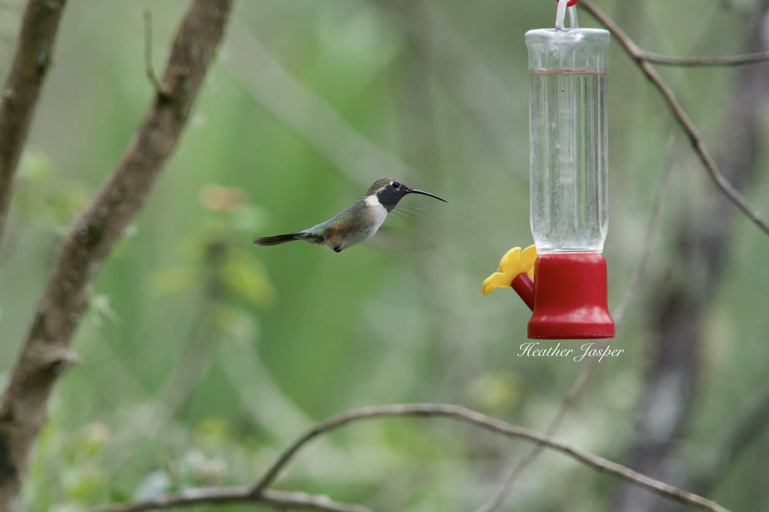 Purple collared Woodstar2.jpeg