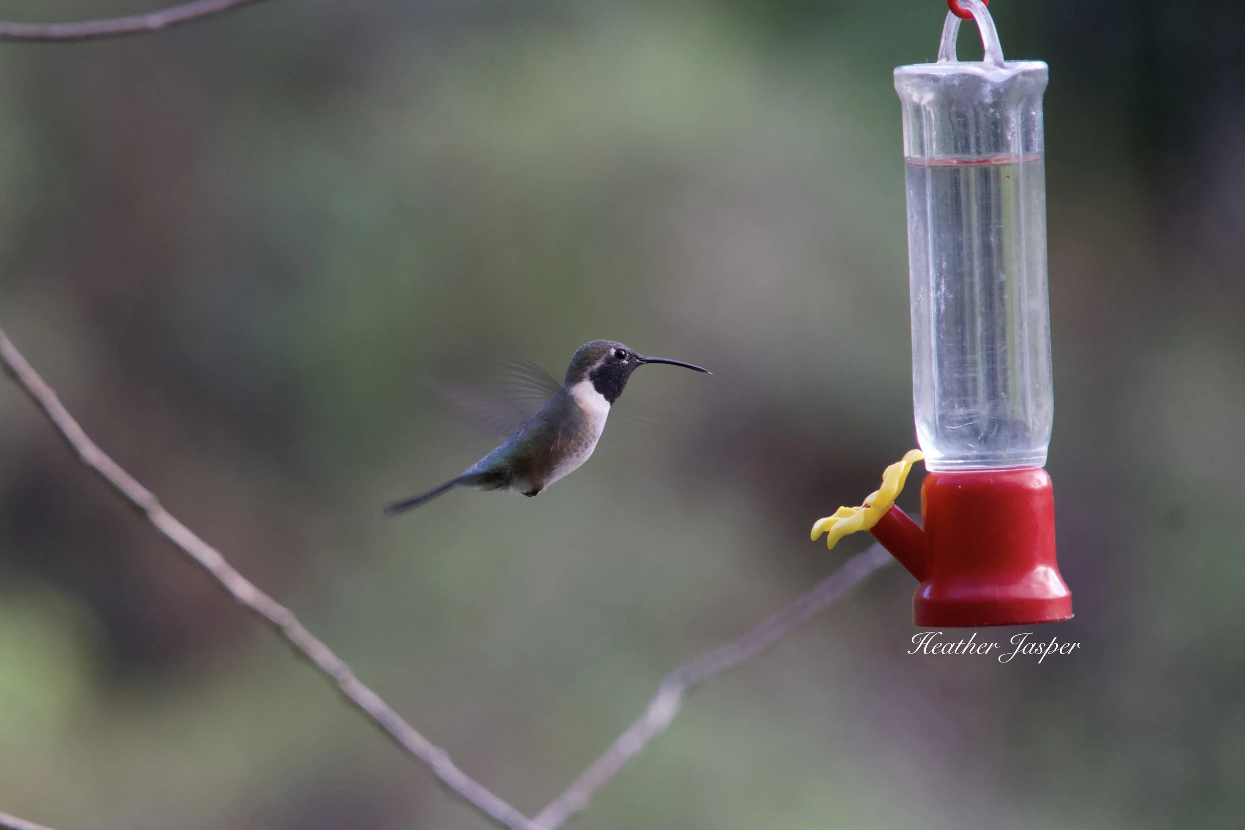 Purple collared Woodstar3.jpeg