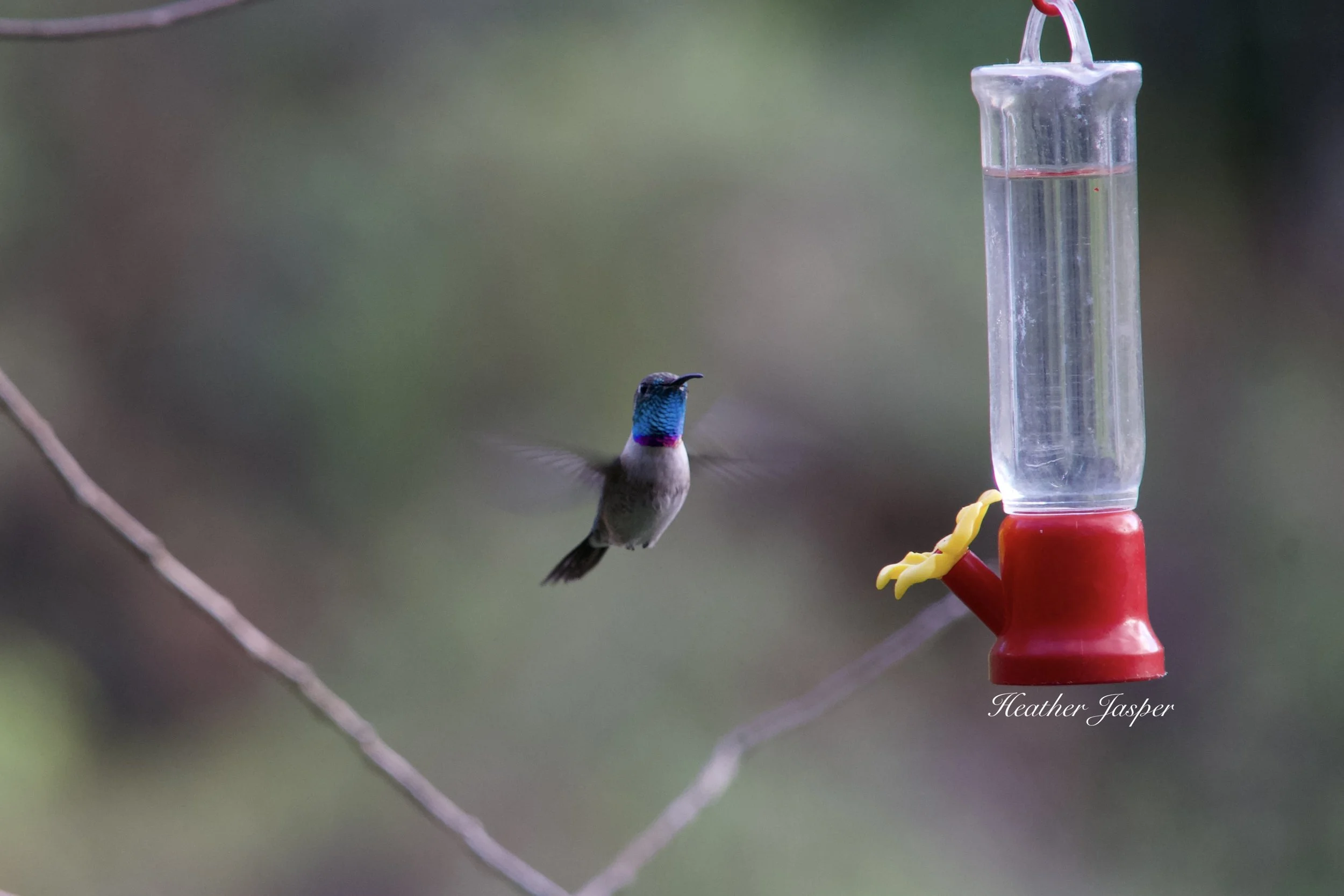 Purple collared Woodstar4.jpeg